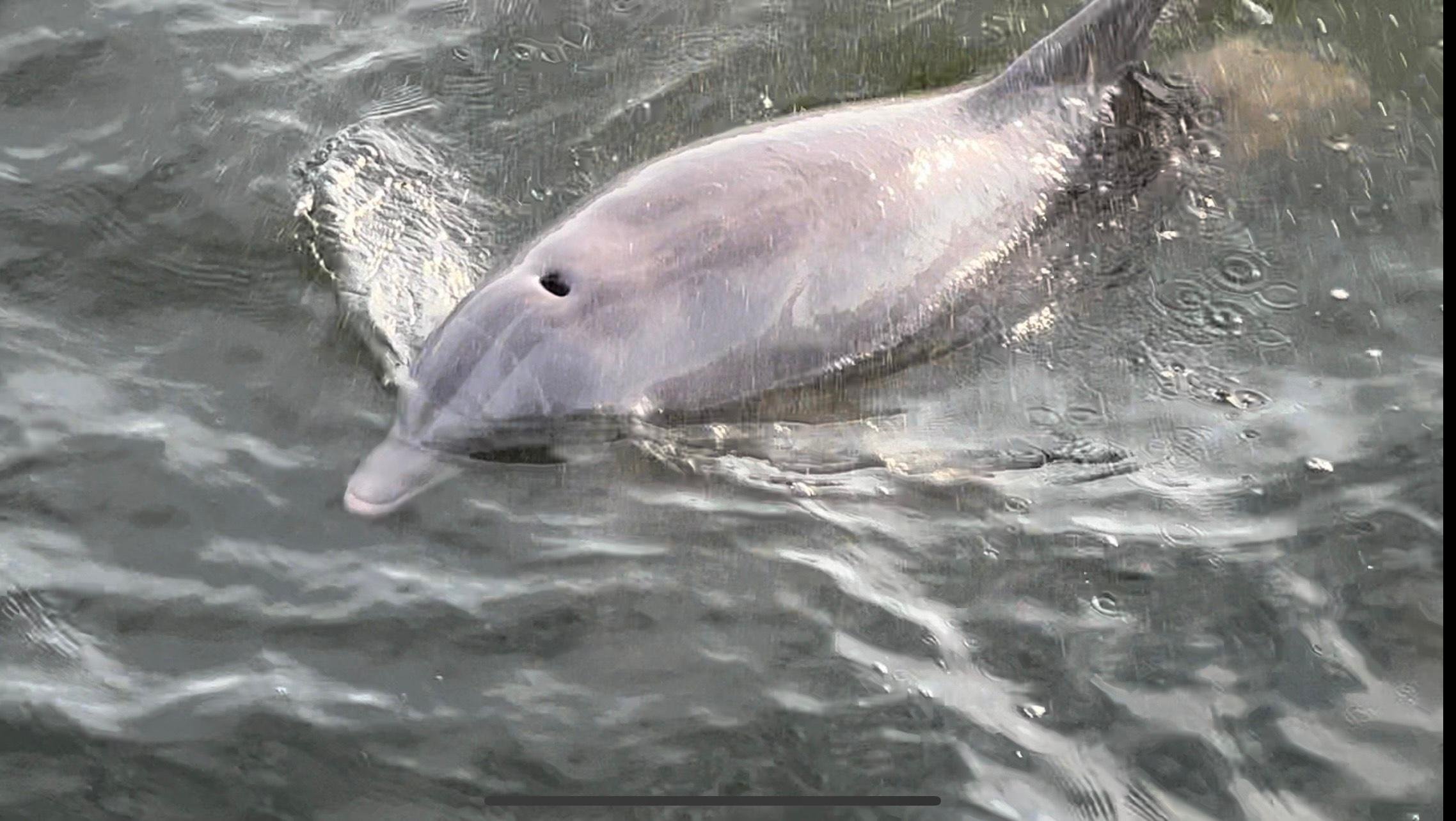 Private Pensacola Beach Dolphin & Sightseeing Bay Cruise