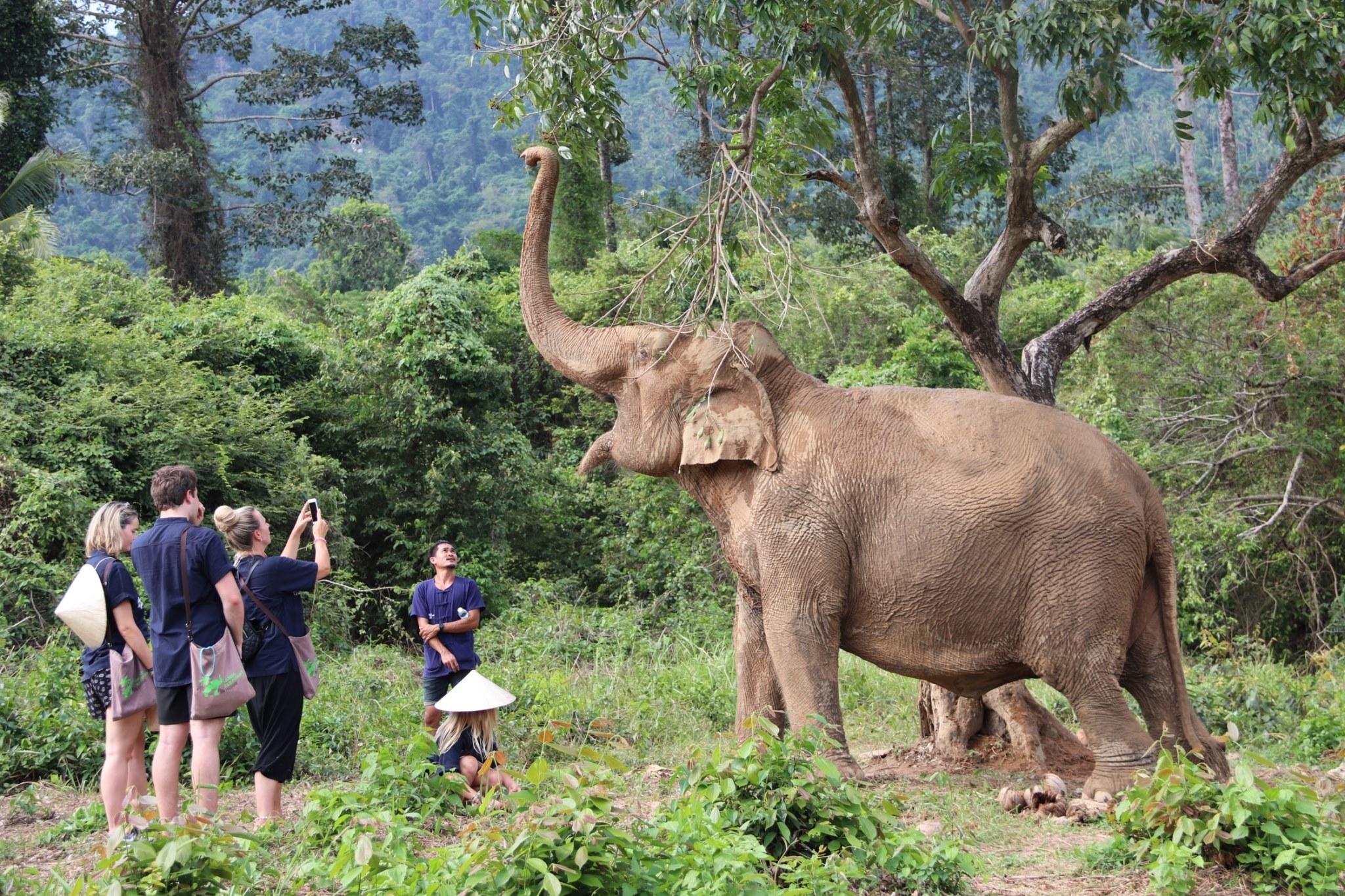 Samui Elephant Home: Ethical Sanctuary Visit & Conservation