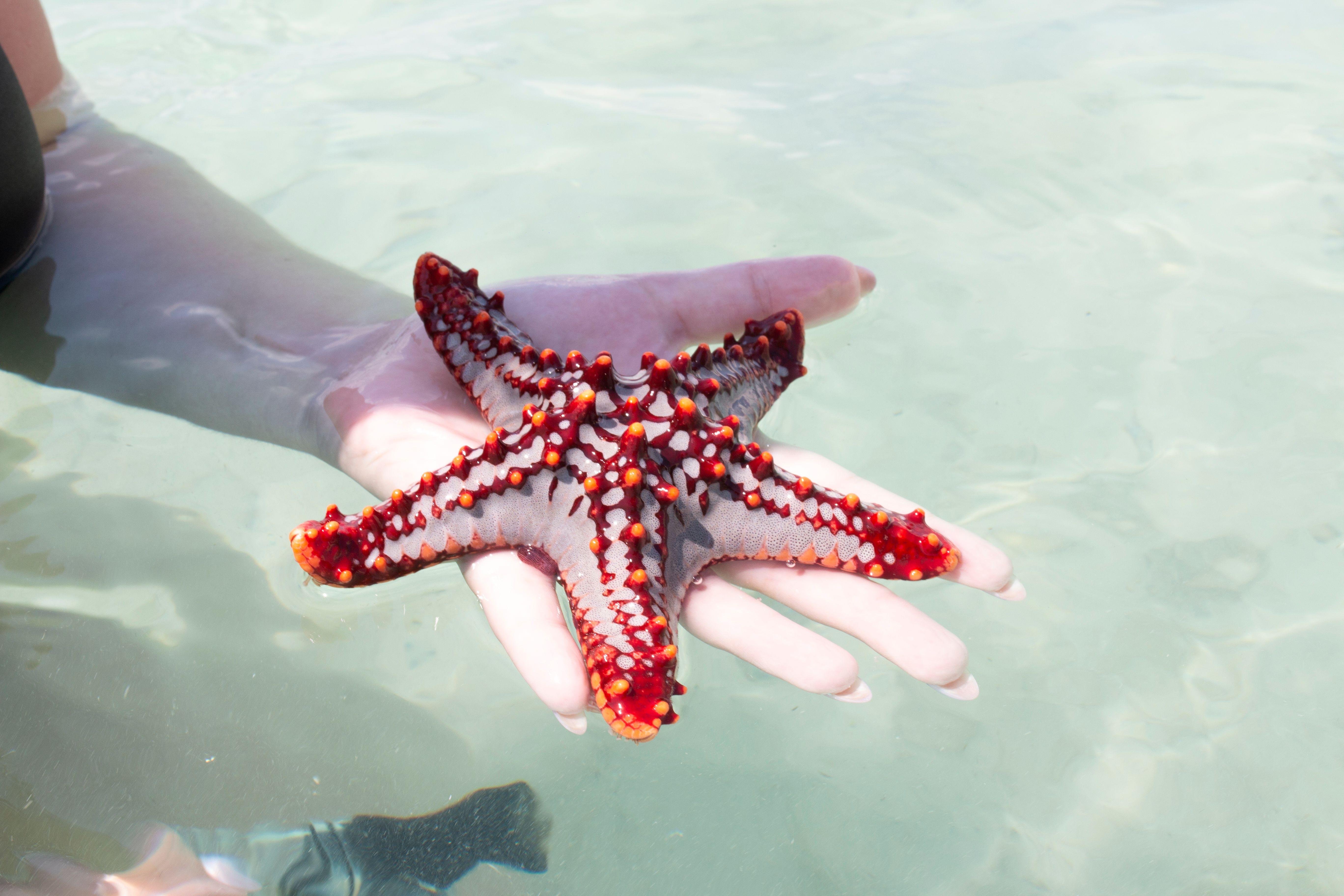 Zanzibar Safari Blue: Snorkeling, Sandbank & Seafood Day Trip