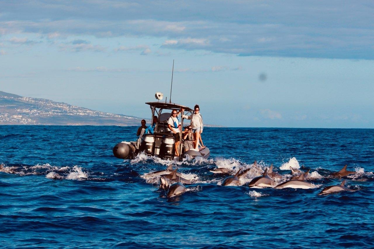 Saint-Gilles Marine Life Safari: Dolphins, Whales & Turtles