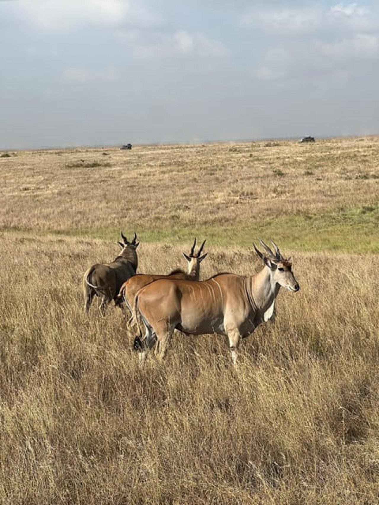 Nairobi Wildlife & History Day Tour