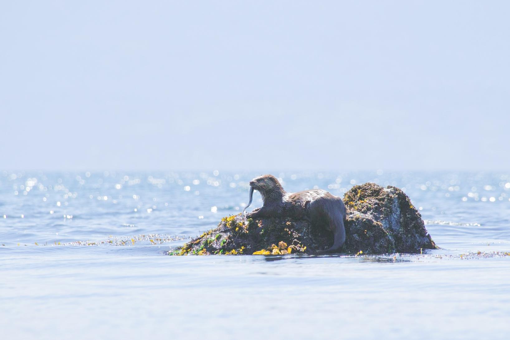 Victoria West Coast Seals Picnic, Rainforest and Waterfall