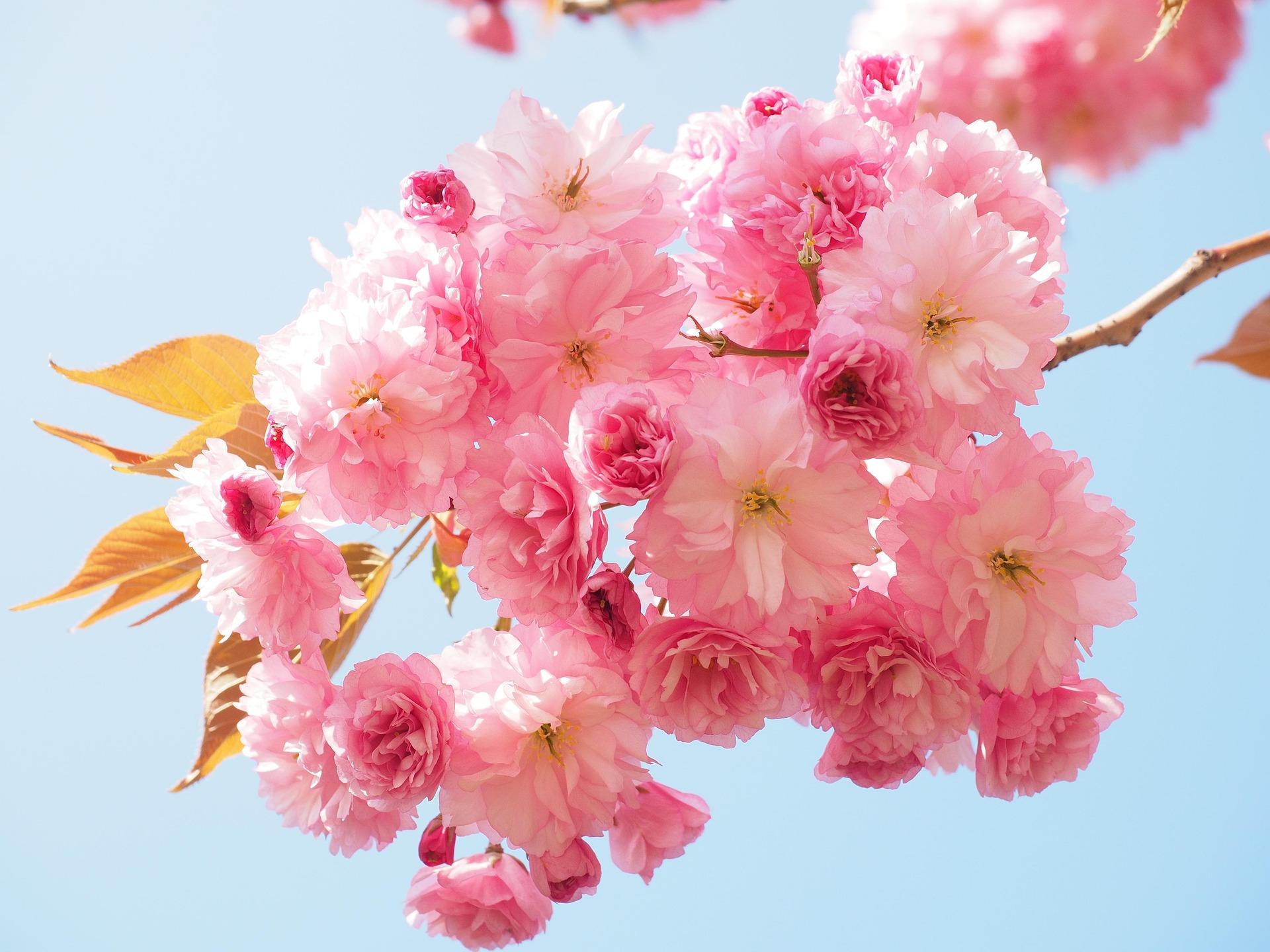 Osaka: Nagai Park & Botanical Garden Private Photo Walk