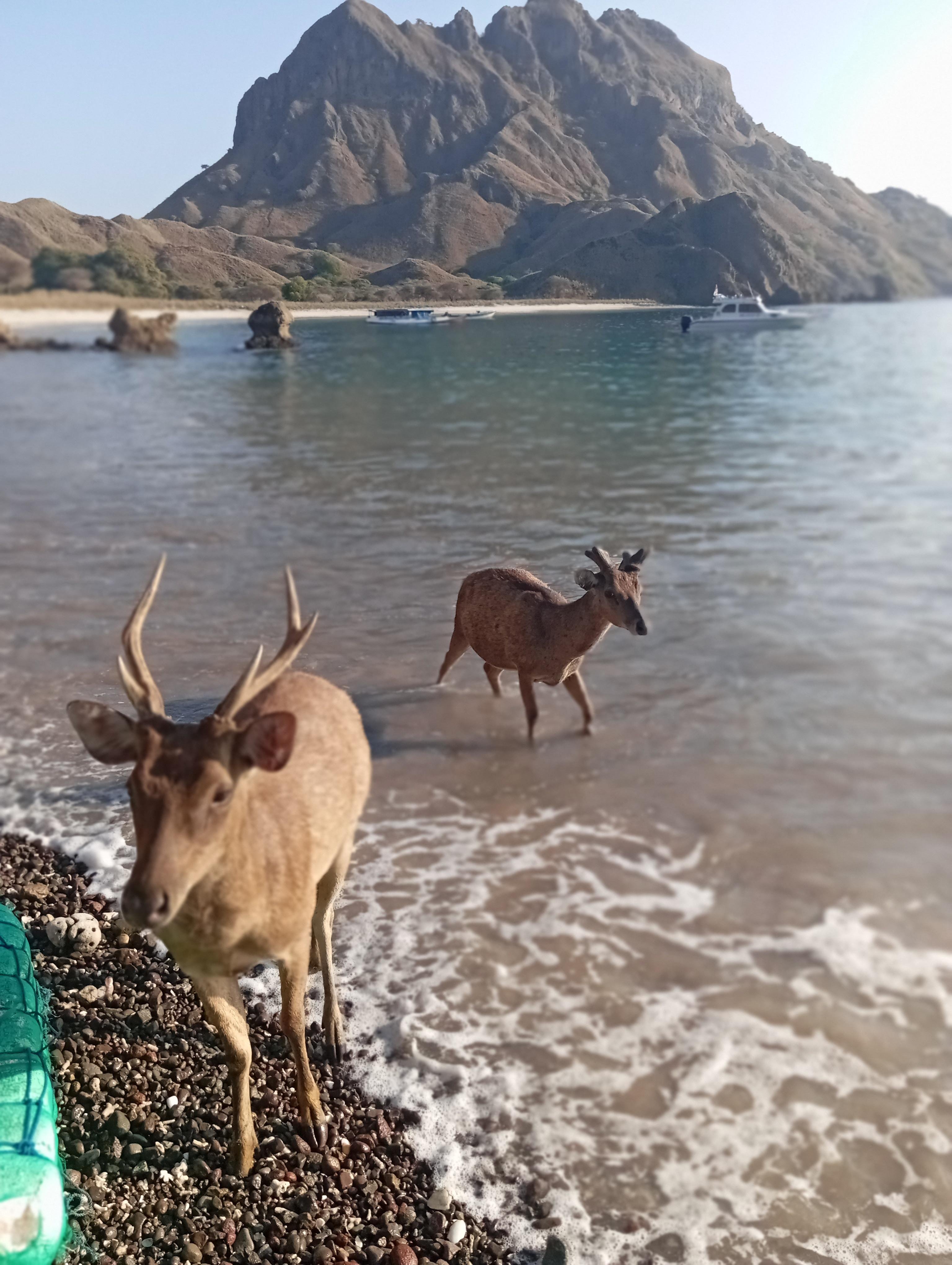 Labuan Bajo: Full-Day Komodo National Park Explorer