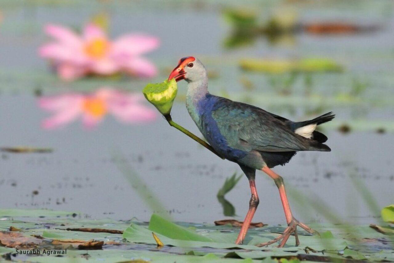 Keoladeo National Park Full-Day Wildlife & Birding Expedition