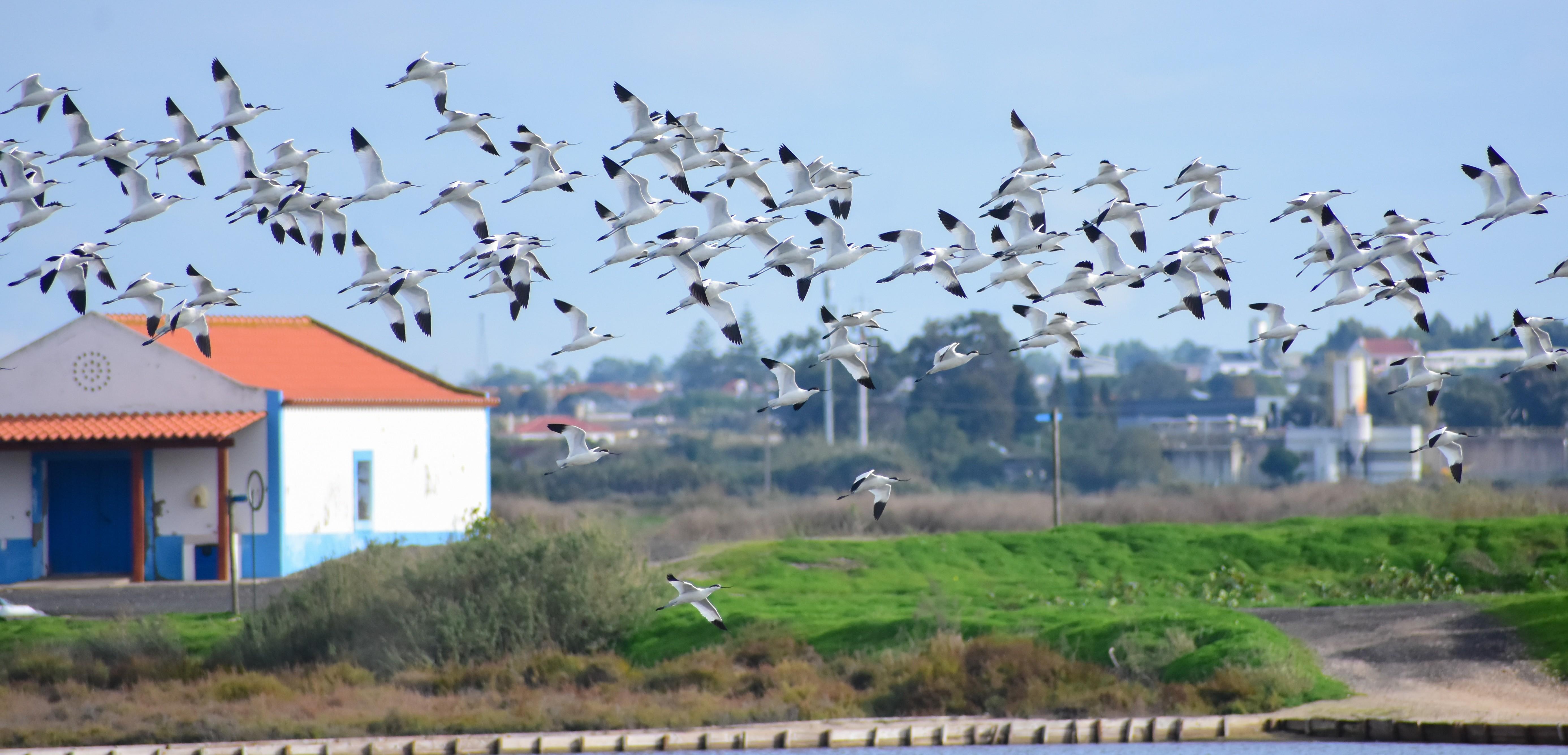 Samouco Salt Pans Nature Reserve Entry & Trails