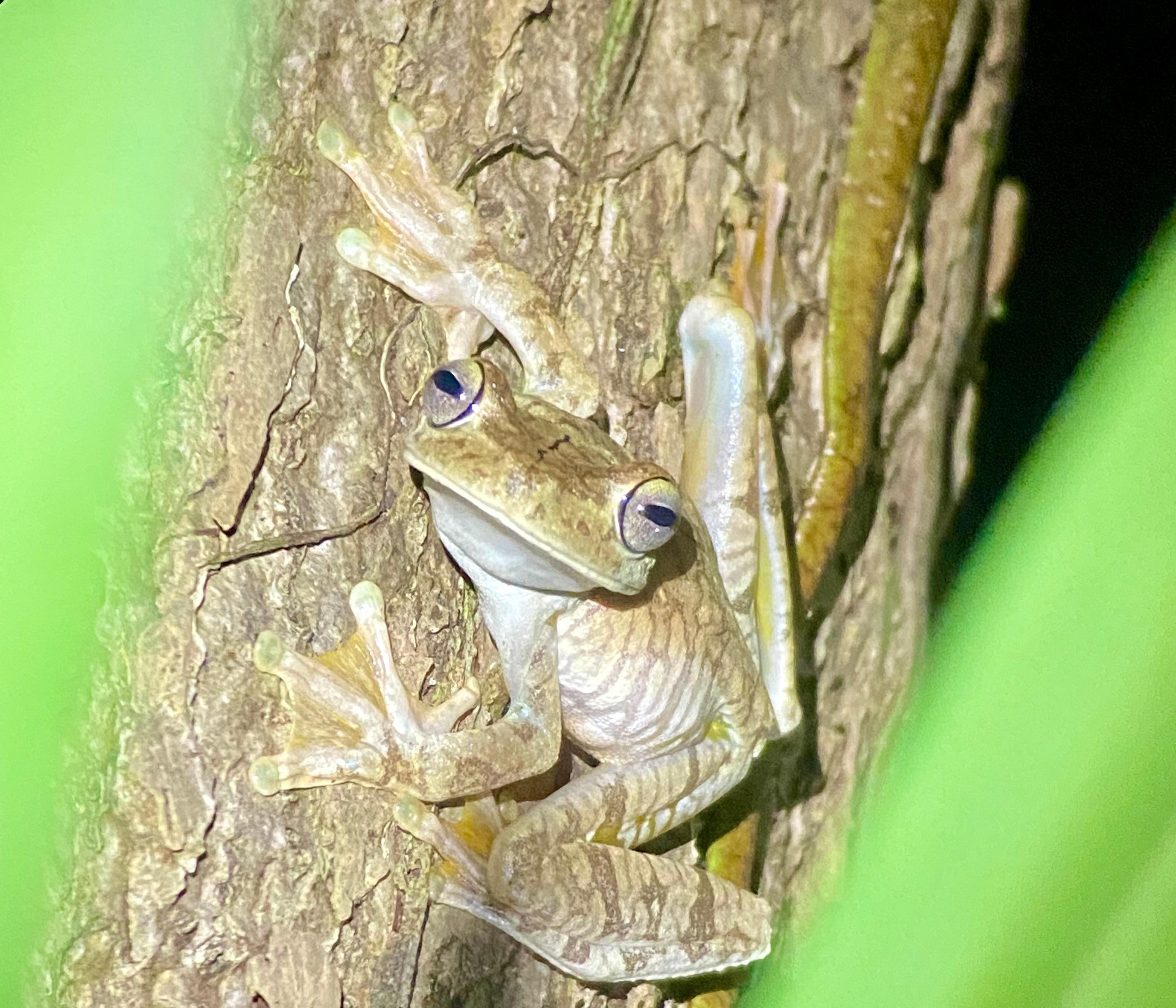 Manuel Antonio Night Wildlife Walk with Expert Naturalist