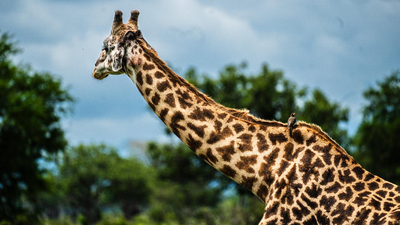 Zanzibar to Mikumi: Fly-In Safari Day Trip with Bush Lunch
