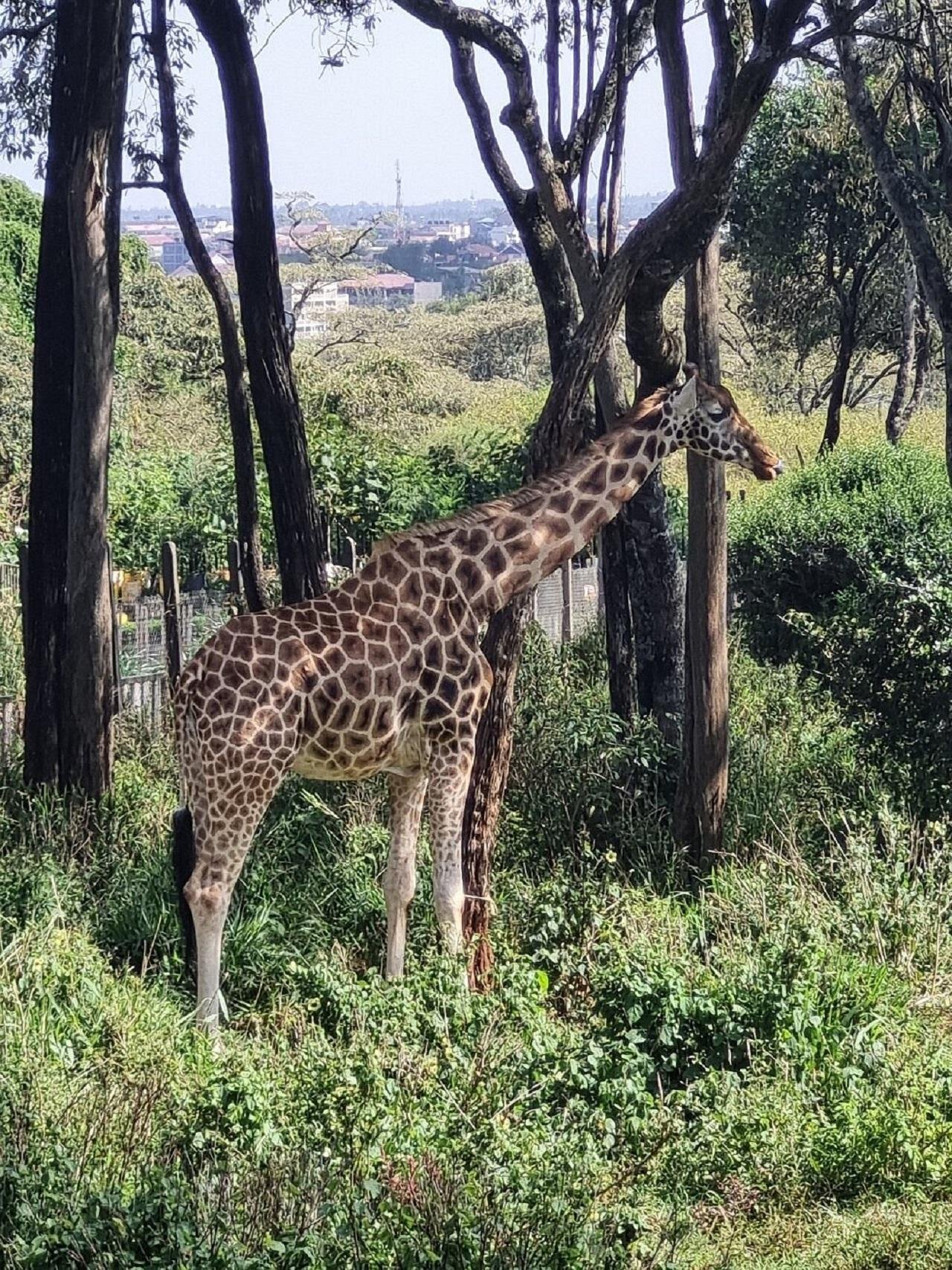 Nairobi Highlights: Karen Blixen Museum, Giraffe Center & Kobe Beads