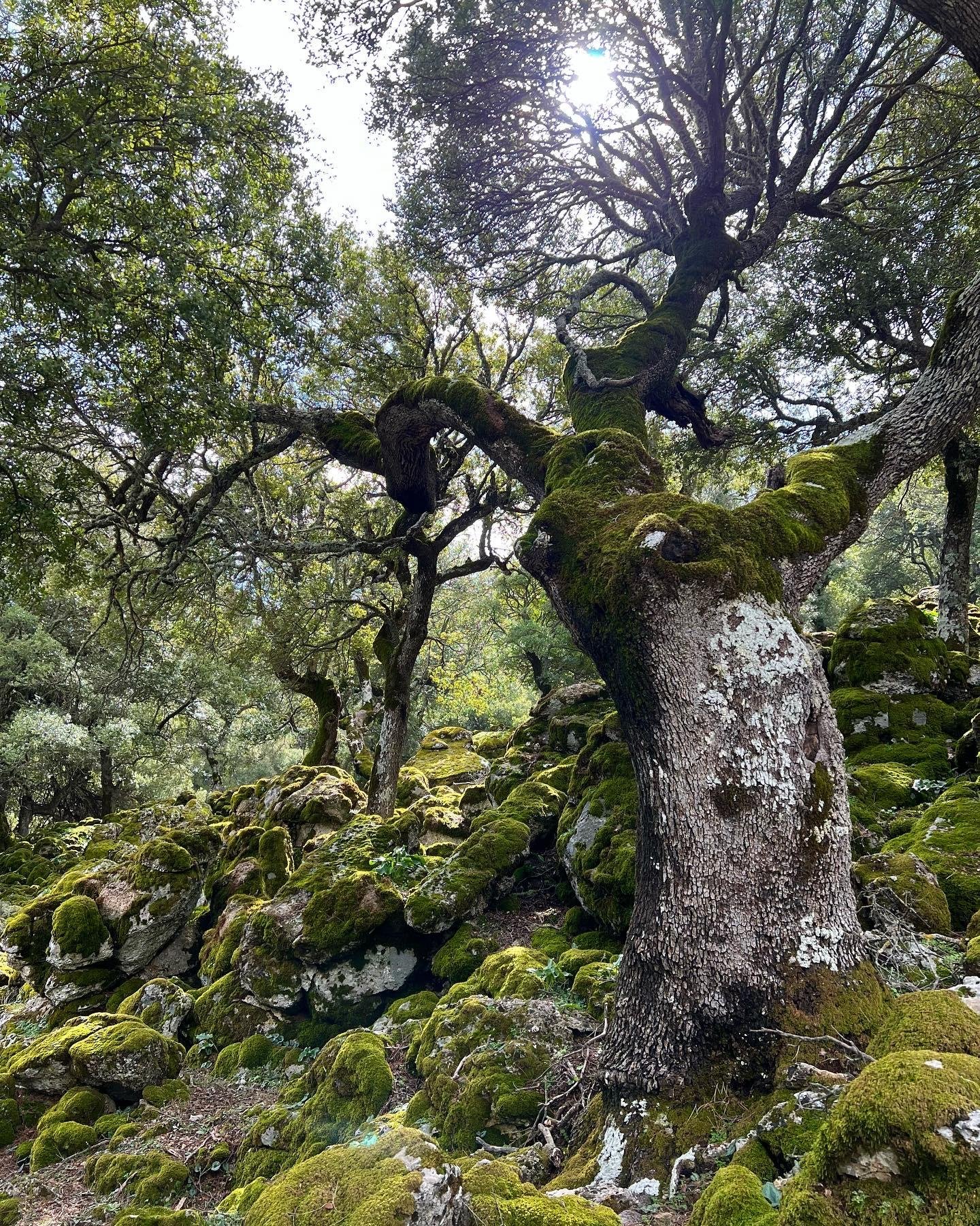 Crete South Coast Safari: Sarakina Gorge, Forests & Lybyan Sea