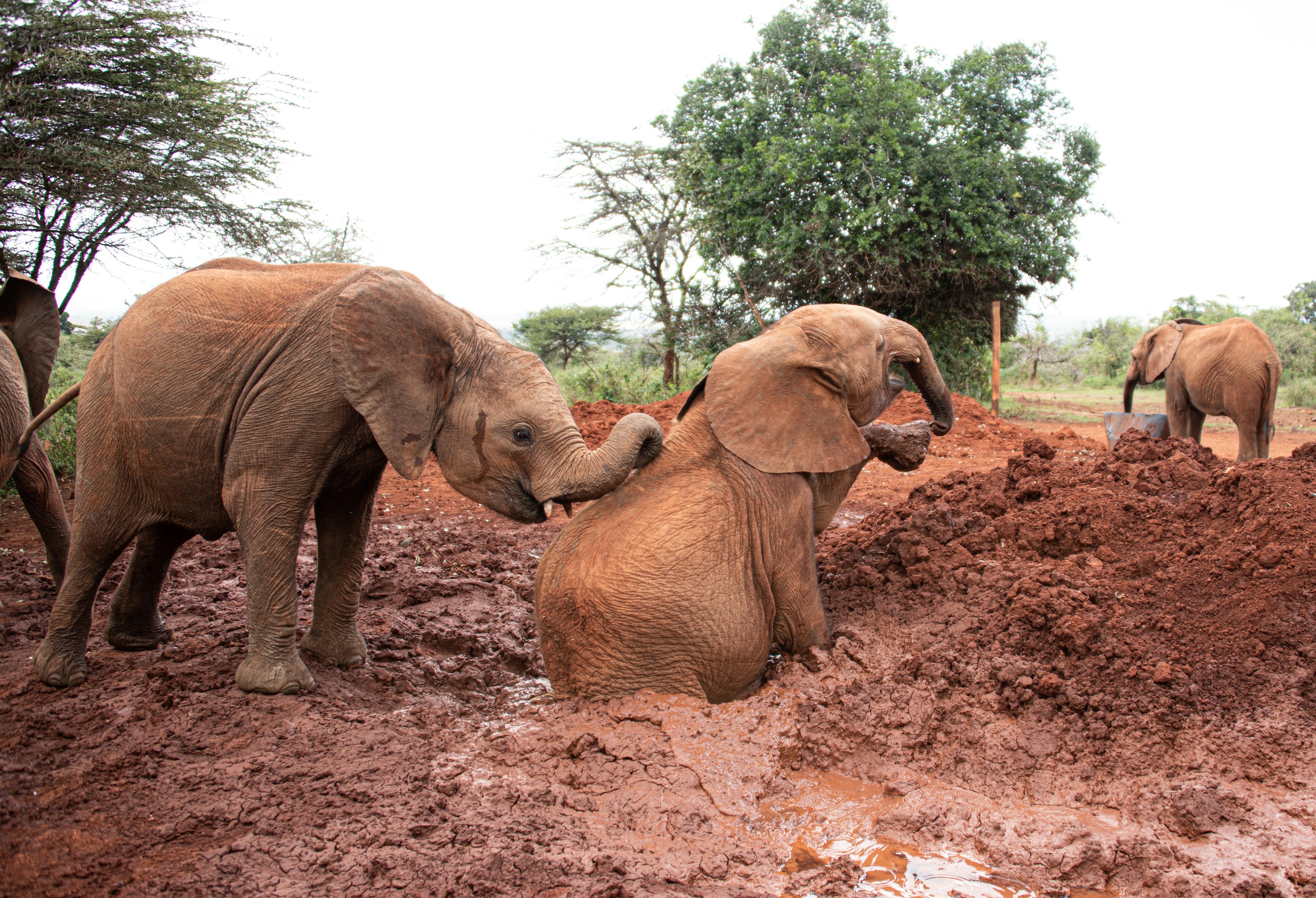 Nairobi Safari Highlights: Wildlife Parks & Elephant Sanctuary