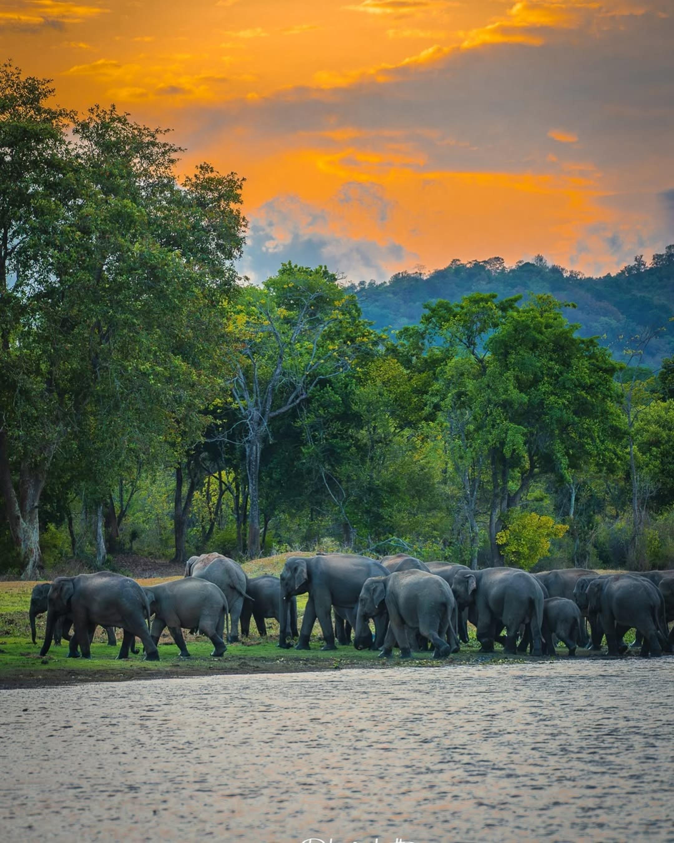 Minneriya National Park Elephant Safari from Sigiriya