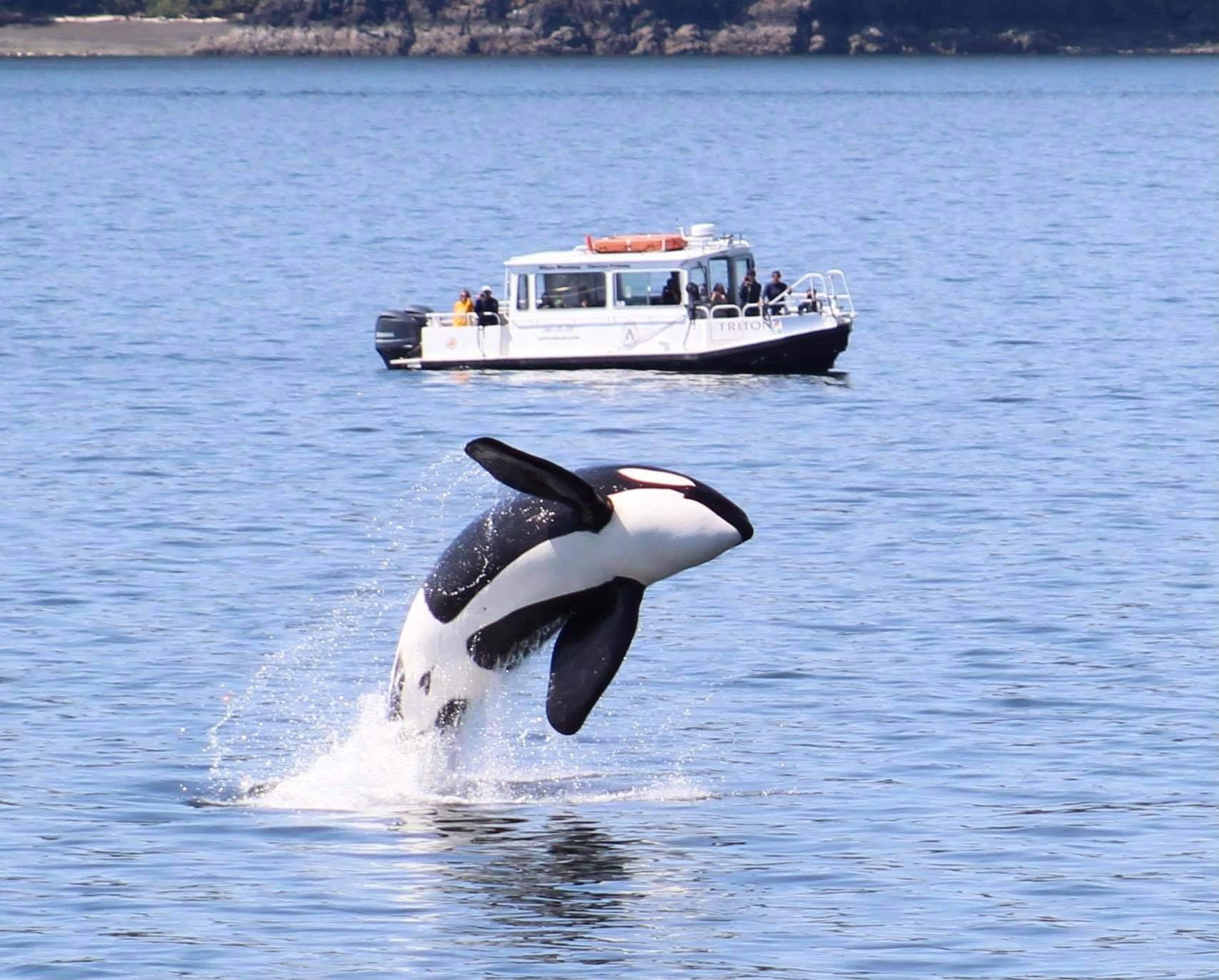Lopez Island Whale Watching Expedition