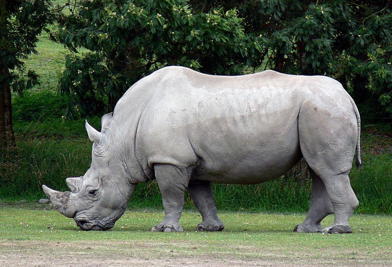 Phezulu Safari Park Half-Day Tour from Durban