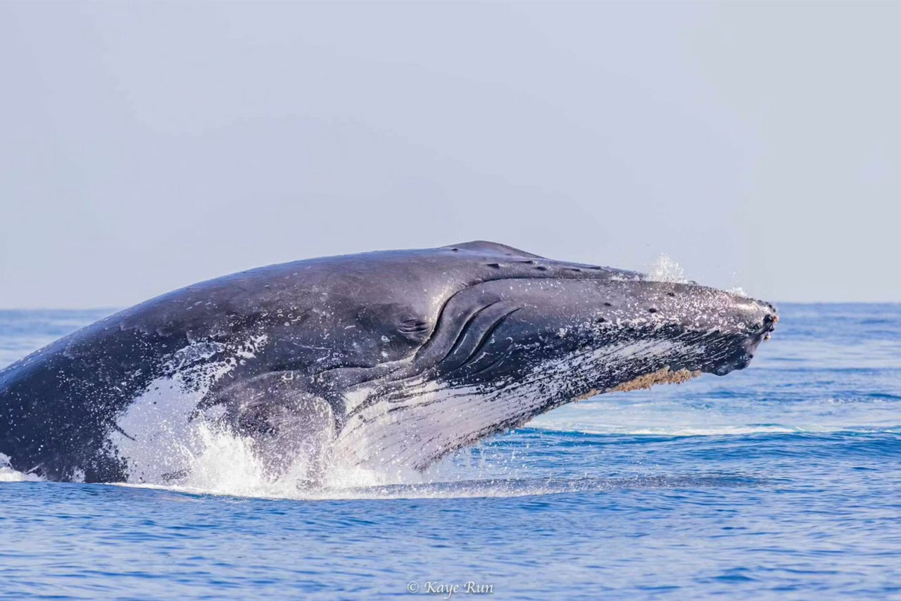 Whale Watching Boat Cruise from Le Port