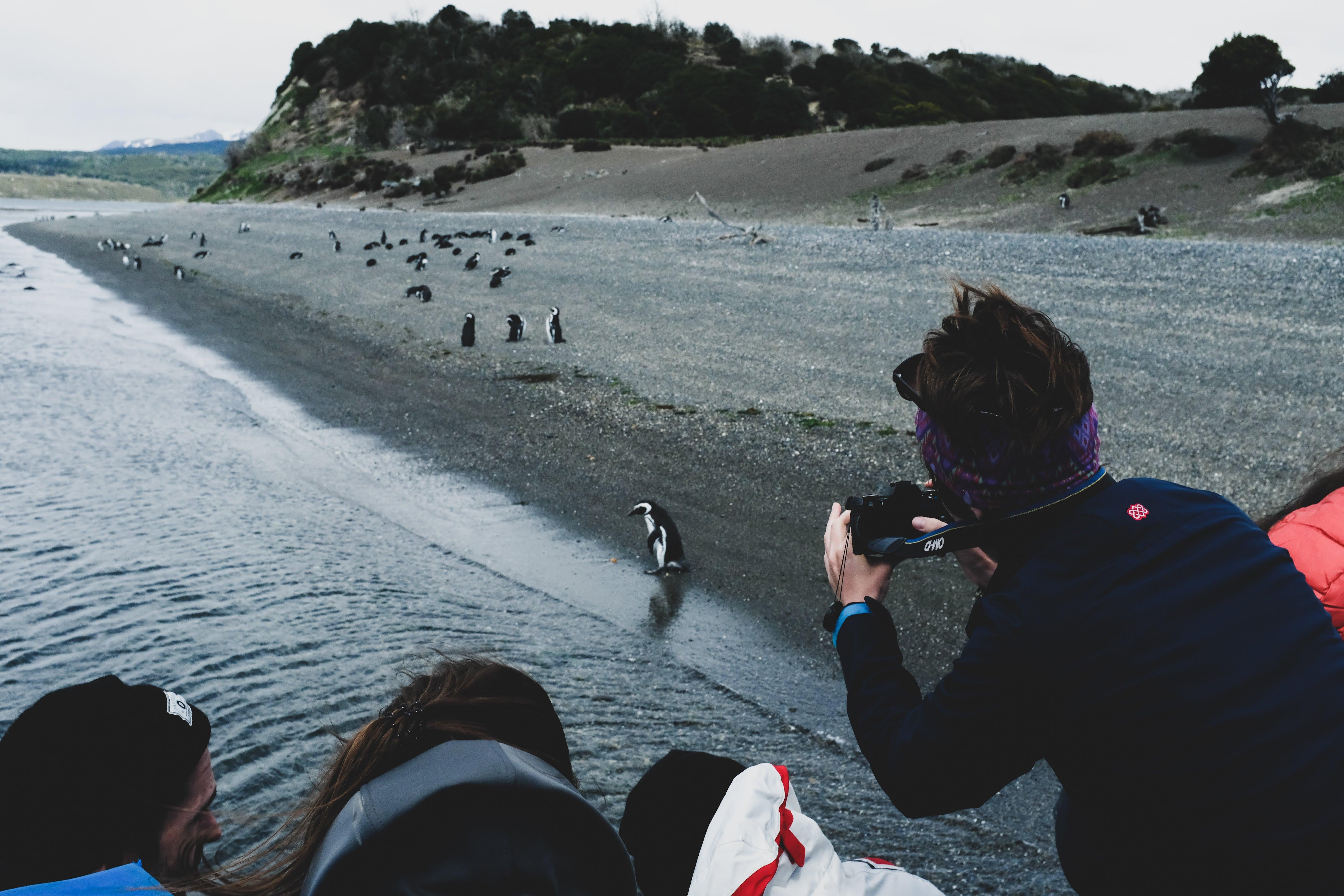 Gable Island & Penguin Colony Adventure with Patagonian Lunch