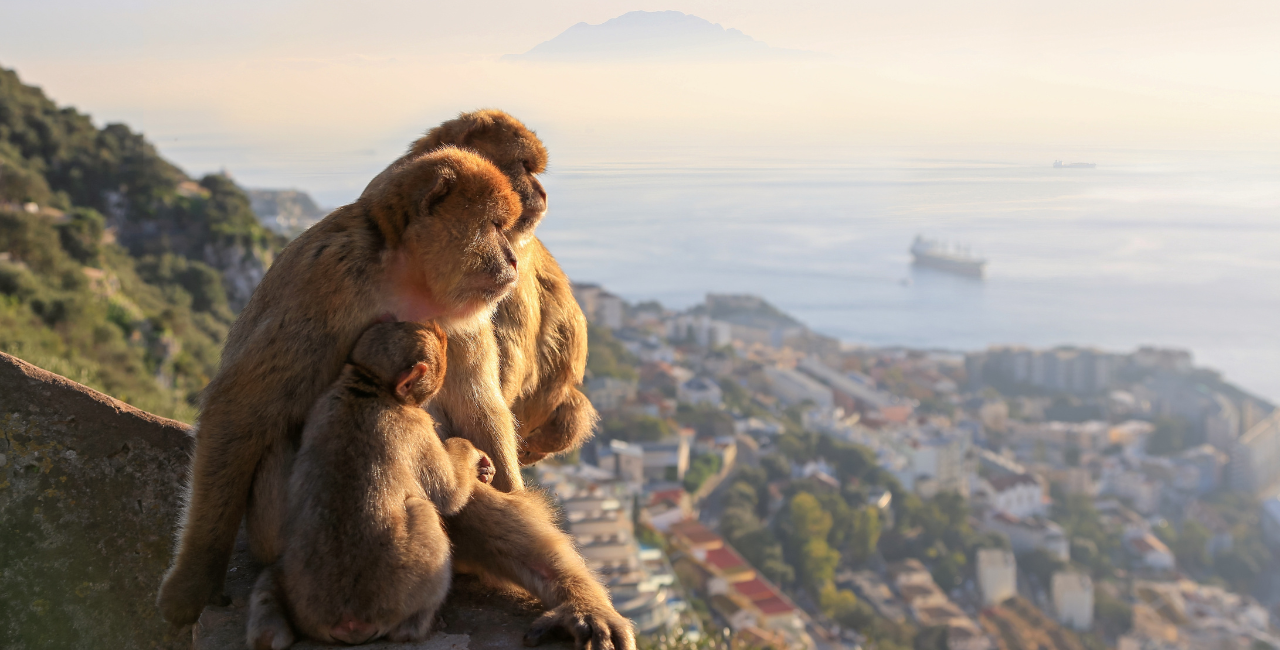Gibraltar & Mijas Full-Day Trip from Málaga with Assistance