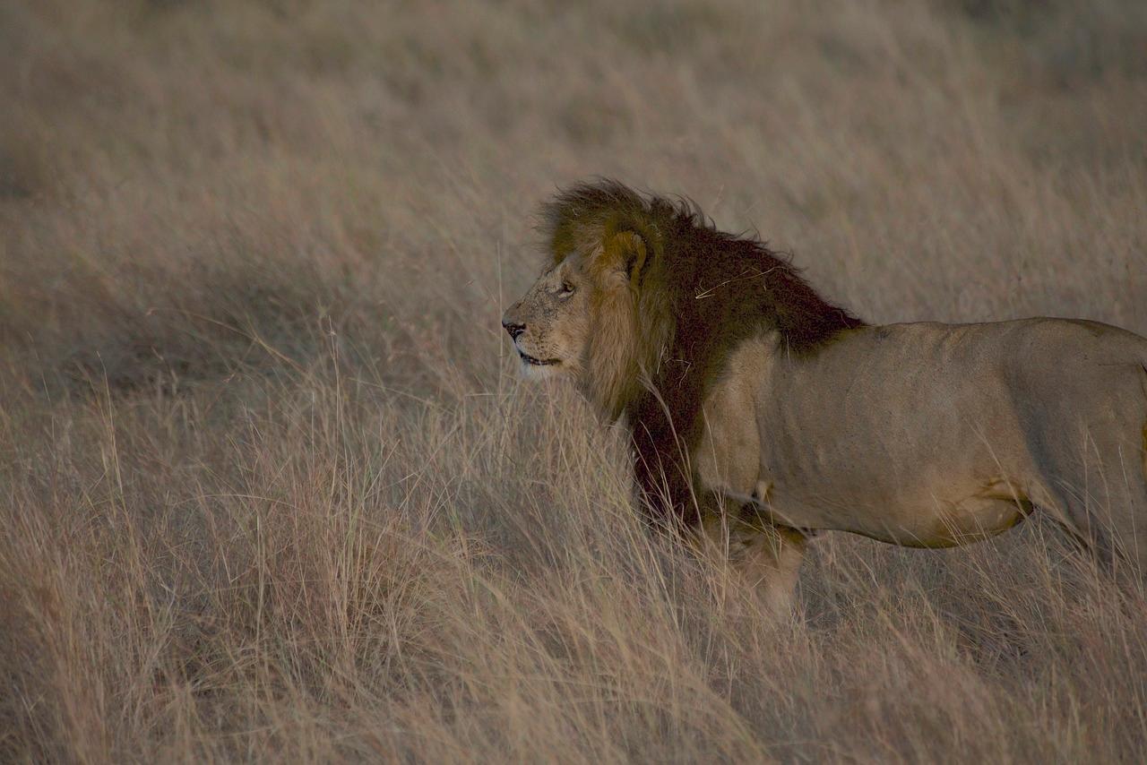 3-Day Maasai Mara Group Safari from Nairobi