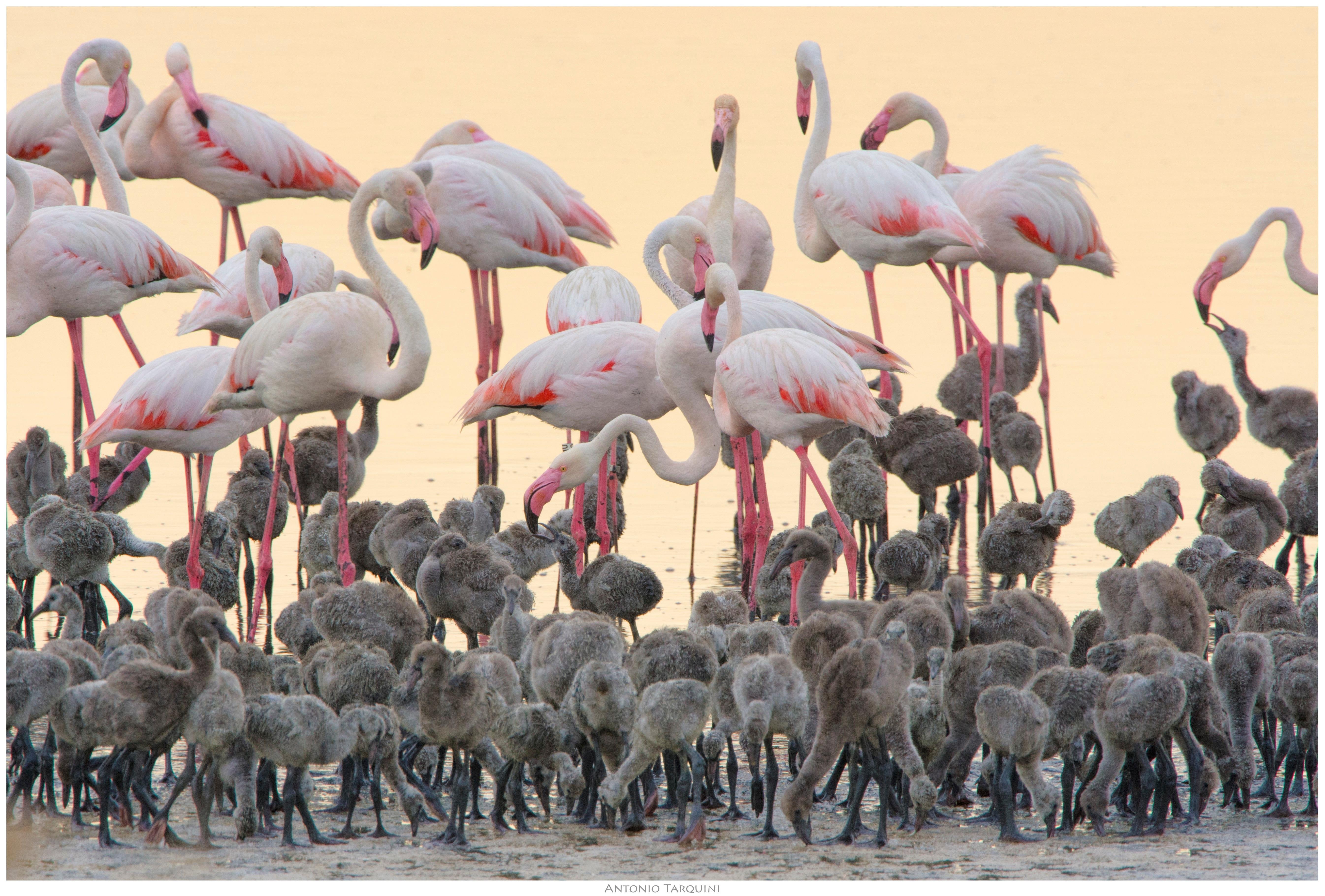 Molentargius Park Flamingo EcoSafari by Electric Minibus