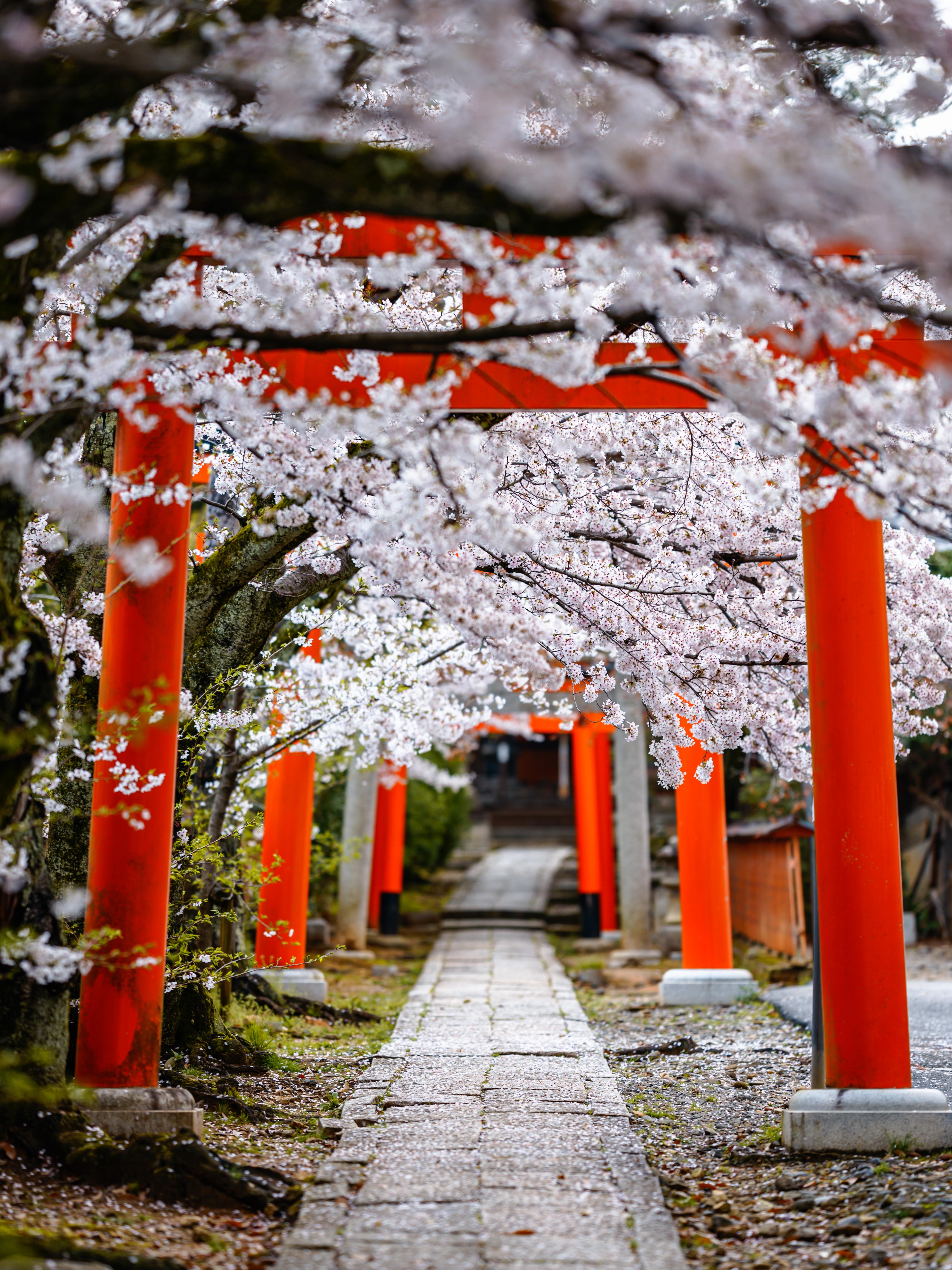 Mt. Fuji Private Full-Day Tour from Tokyo