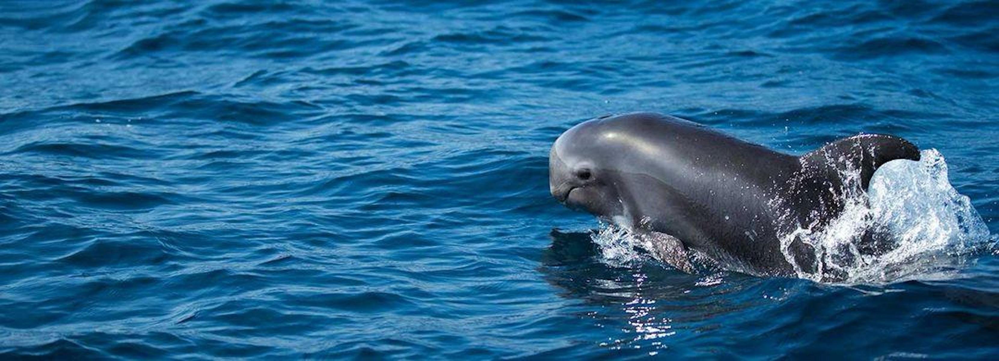 Fuerteventura Dolphin & Lobo Island Catamaran Cruise
