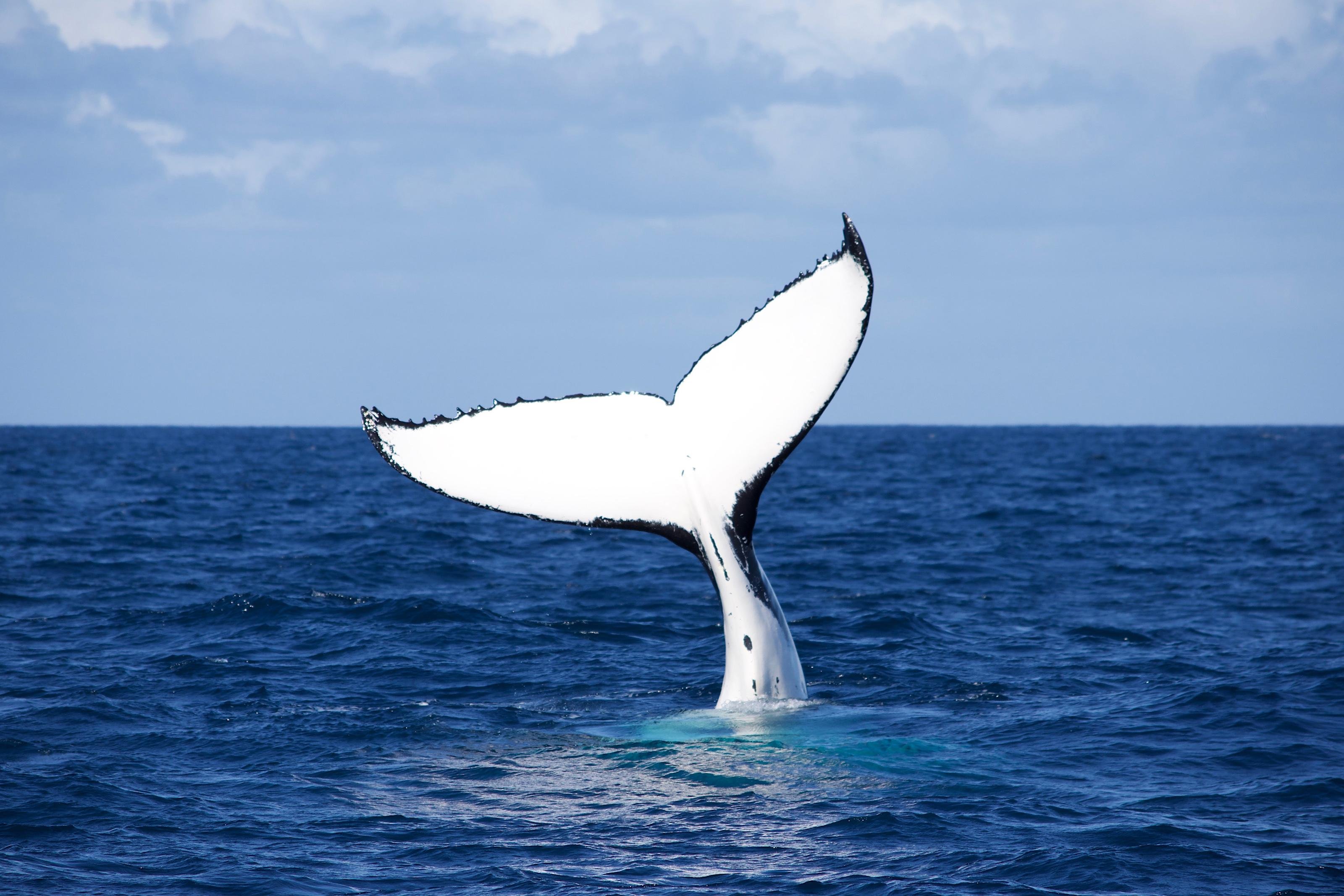Sydney whale watching cruise — humpback whales off Sydney Harbour Heads — image 5