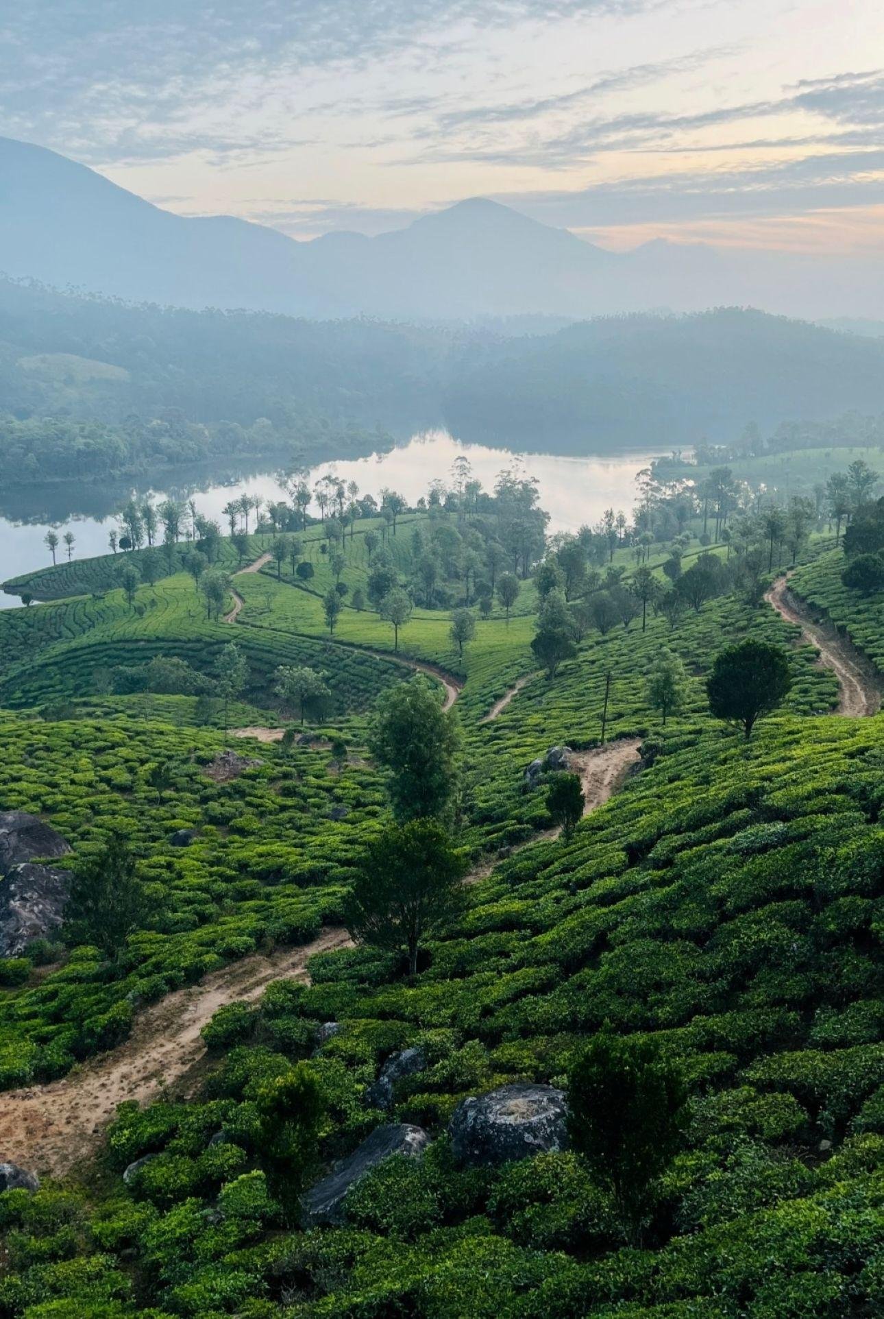 Munnar Highlands & Tea Plantation Day Tour from Kochi