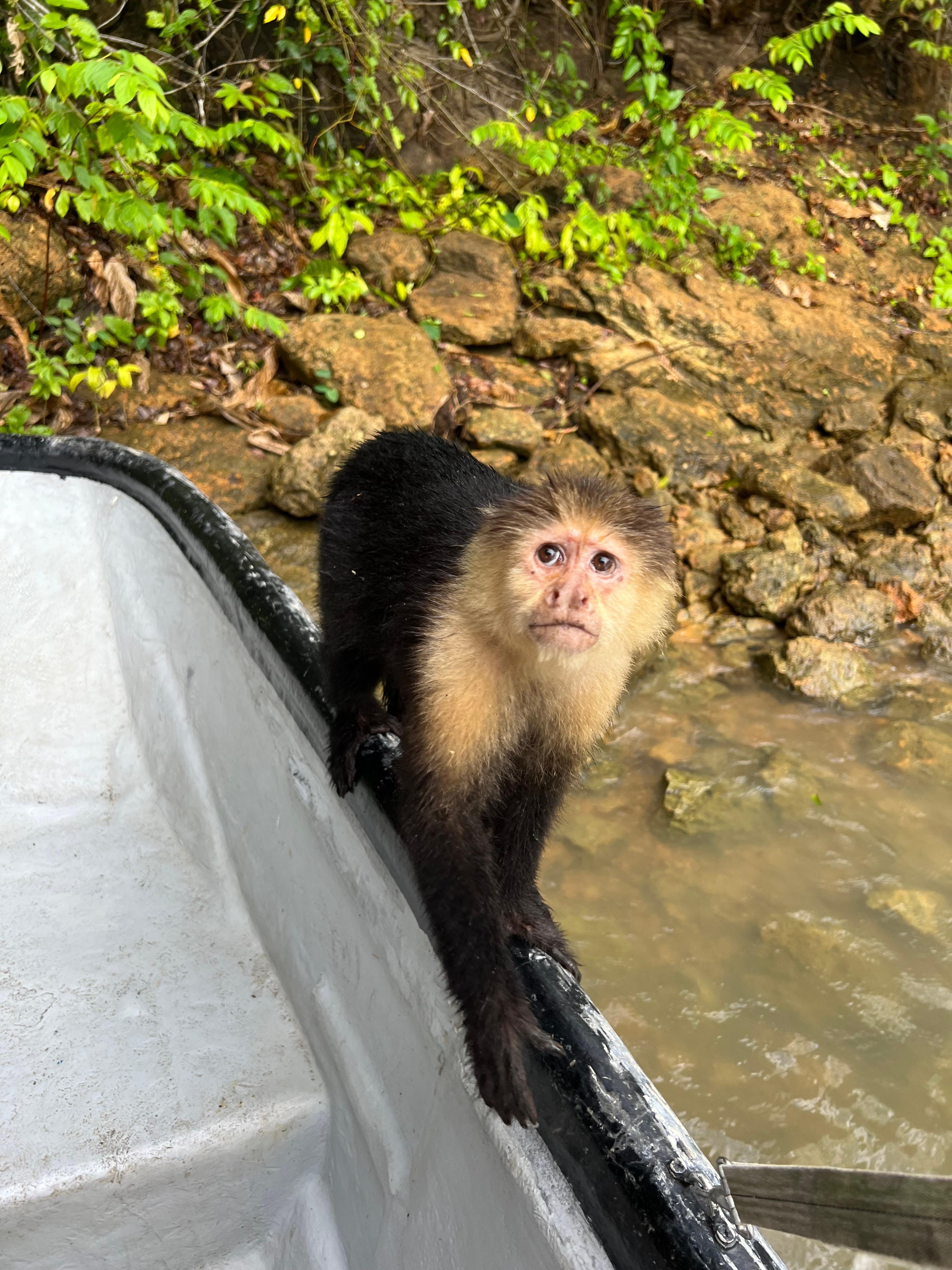 Panama Canal: Gatun Lake Wildlife & Monkey Island Cruise