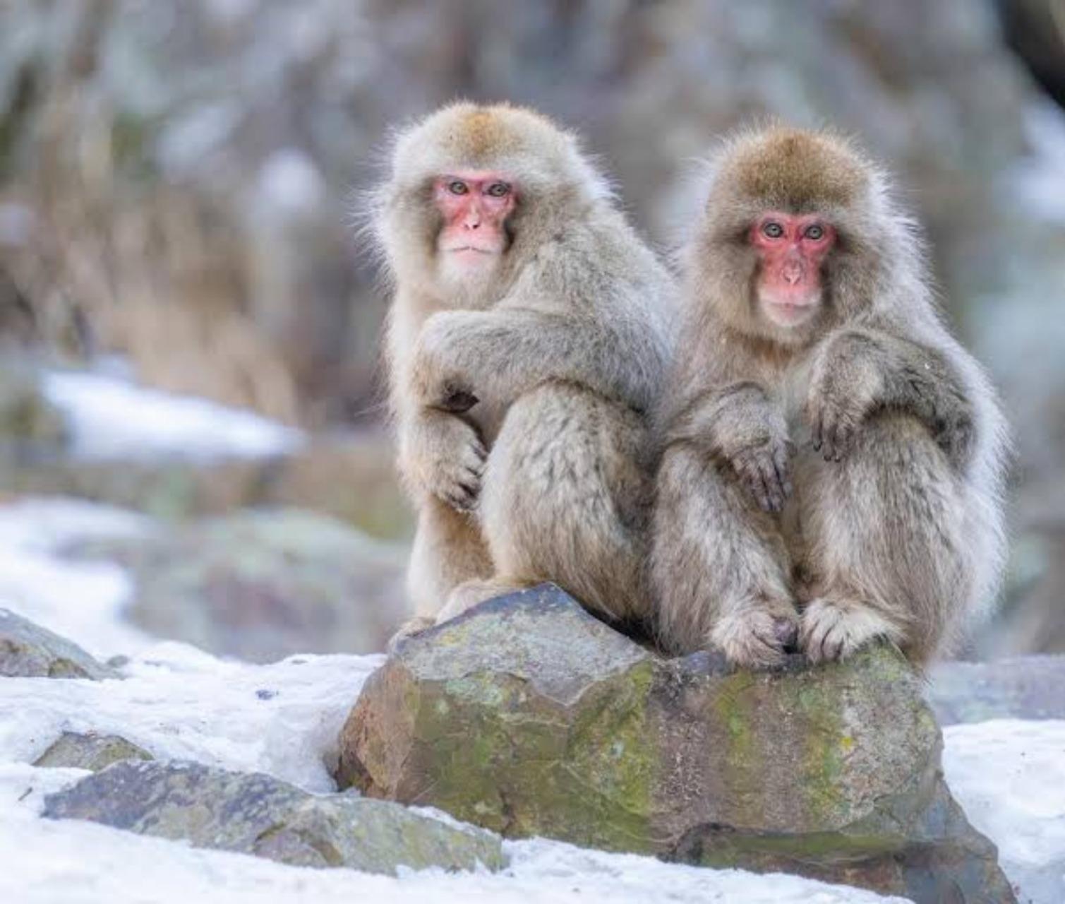 Nagano Private Winter Tour: Snow Monkeys, Igloo Village & Alpine Highlights