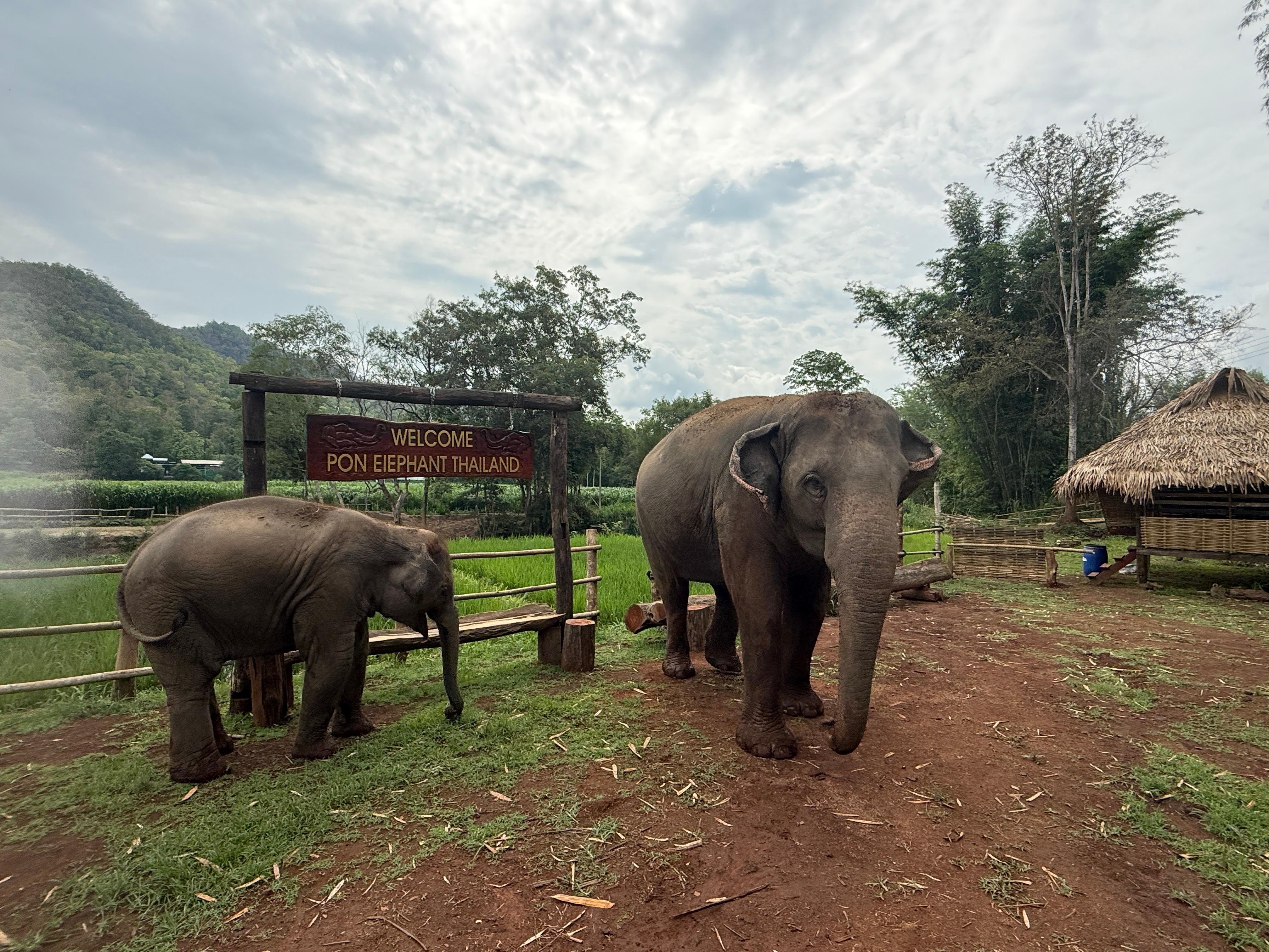 Elephant Sanctuary and Cooking Class — image 9