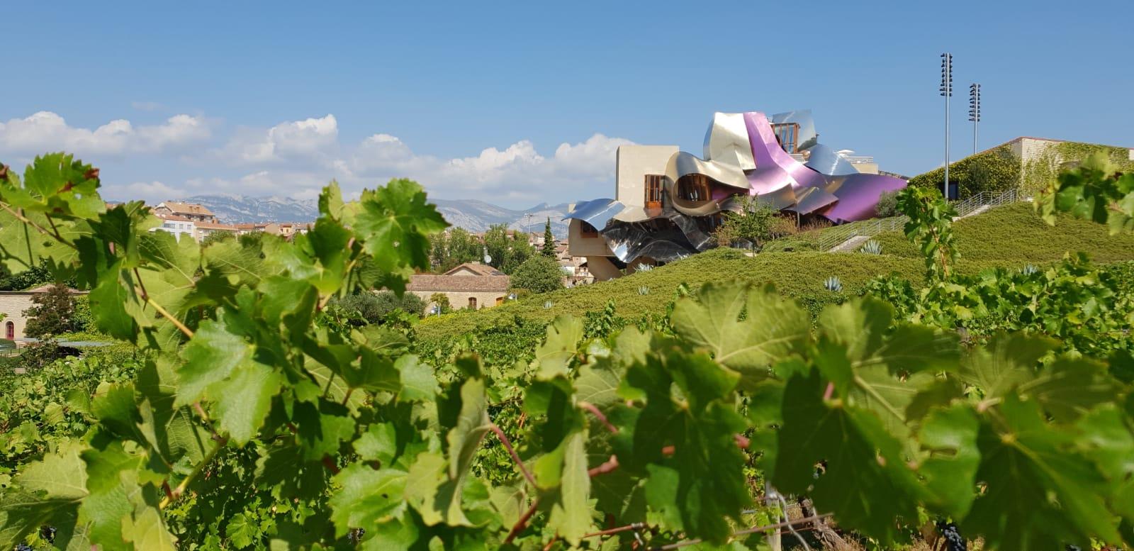 wine tour in La Rioja — From San Sebastian/Bilbao/Vitoria: La Rioja Wines Tour - 2026 (Verified Reviews)