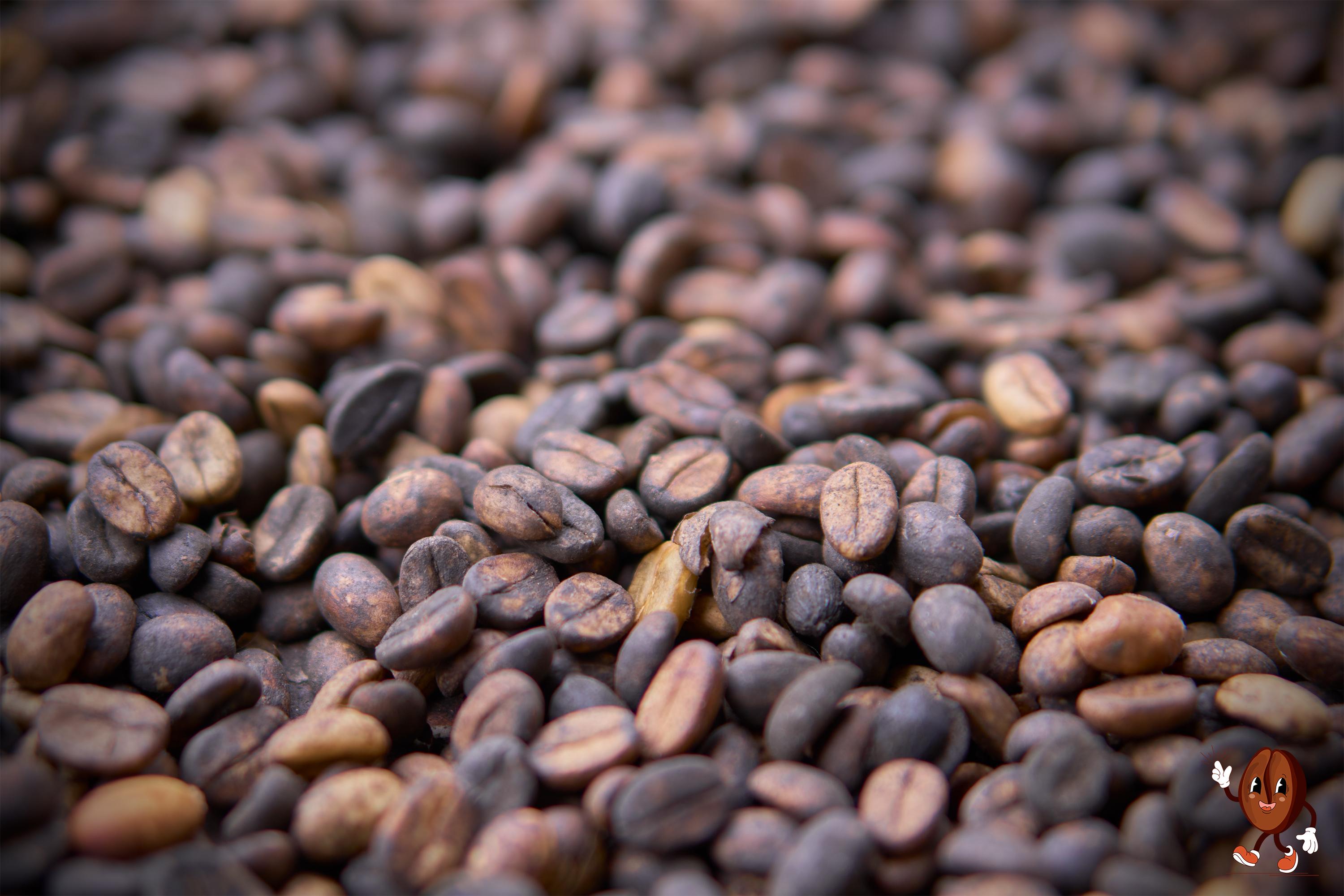 Hands-On Coffee Experience on Poás Volcano Slopes