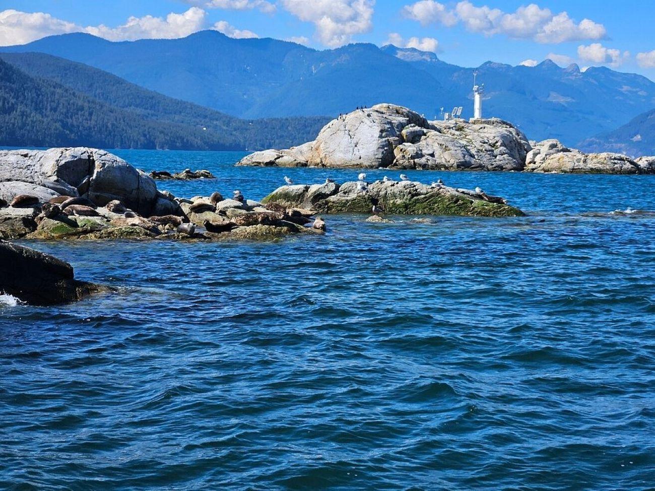Howe Sound Seal Encounter with Snorkeling & Kayaking