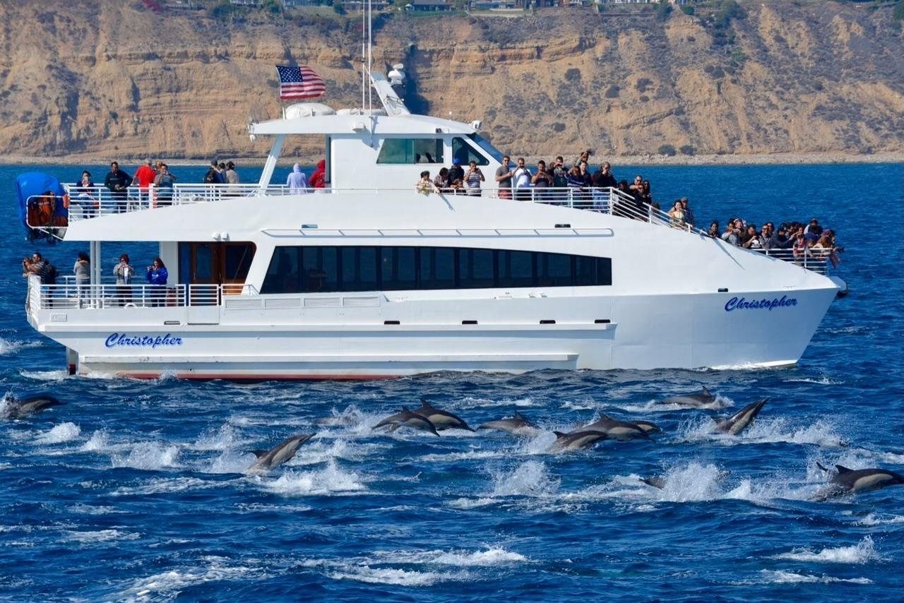 San Pedro Dolphin & Whale Watching Cruise from LA Waterfront