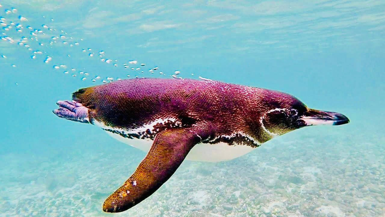 Galapagos Tunnels Snorkeling & Wildlife Expedition