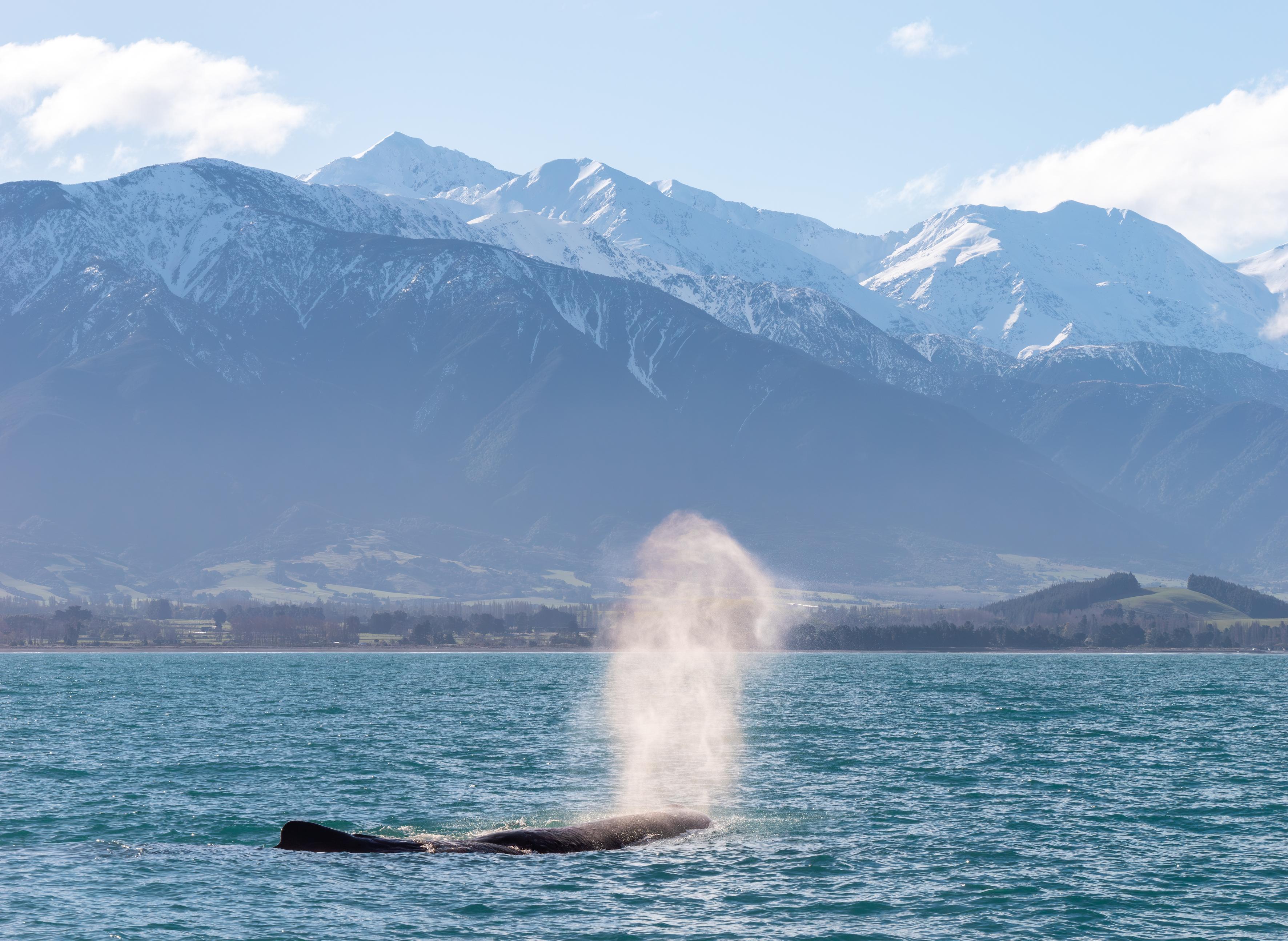 South Island guided tour photo — image 4