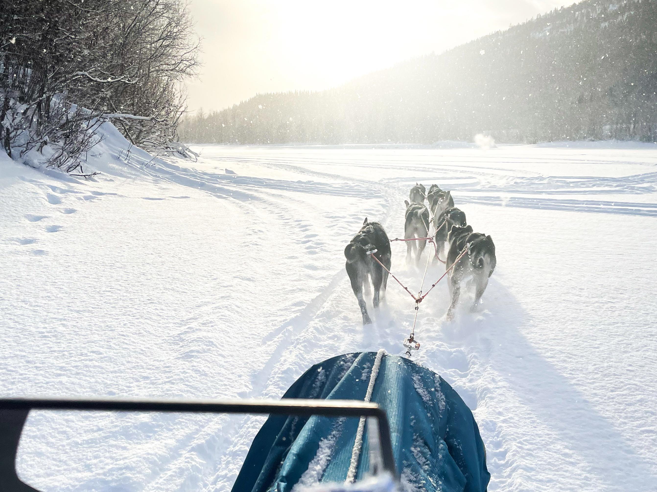 Private Dog Sledding Adventure in Målselv–Bardufoss