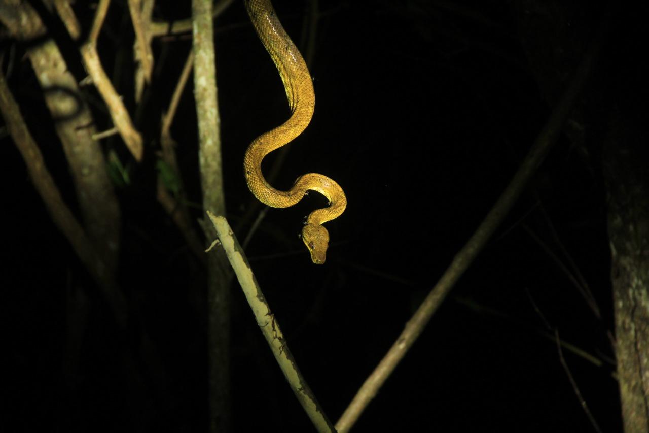 Manuel Antonio Night Mangrove Safari