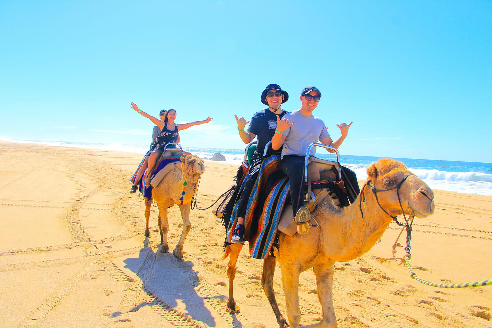 Cabo Desert Camel Ride with Mexican Buffet & Tequila Tasting