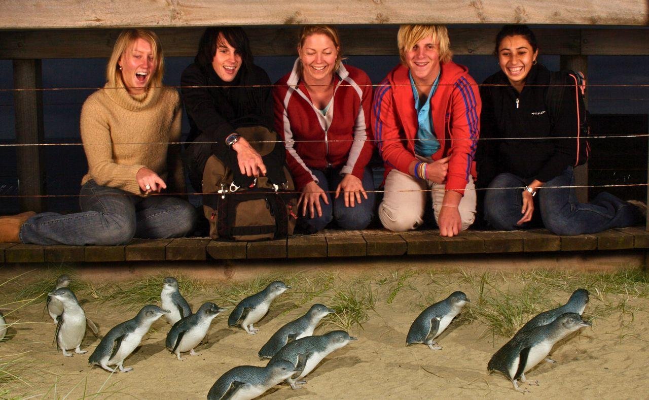 Phillip Island Penguin Parade Evening Experience