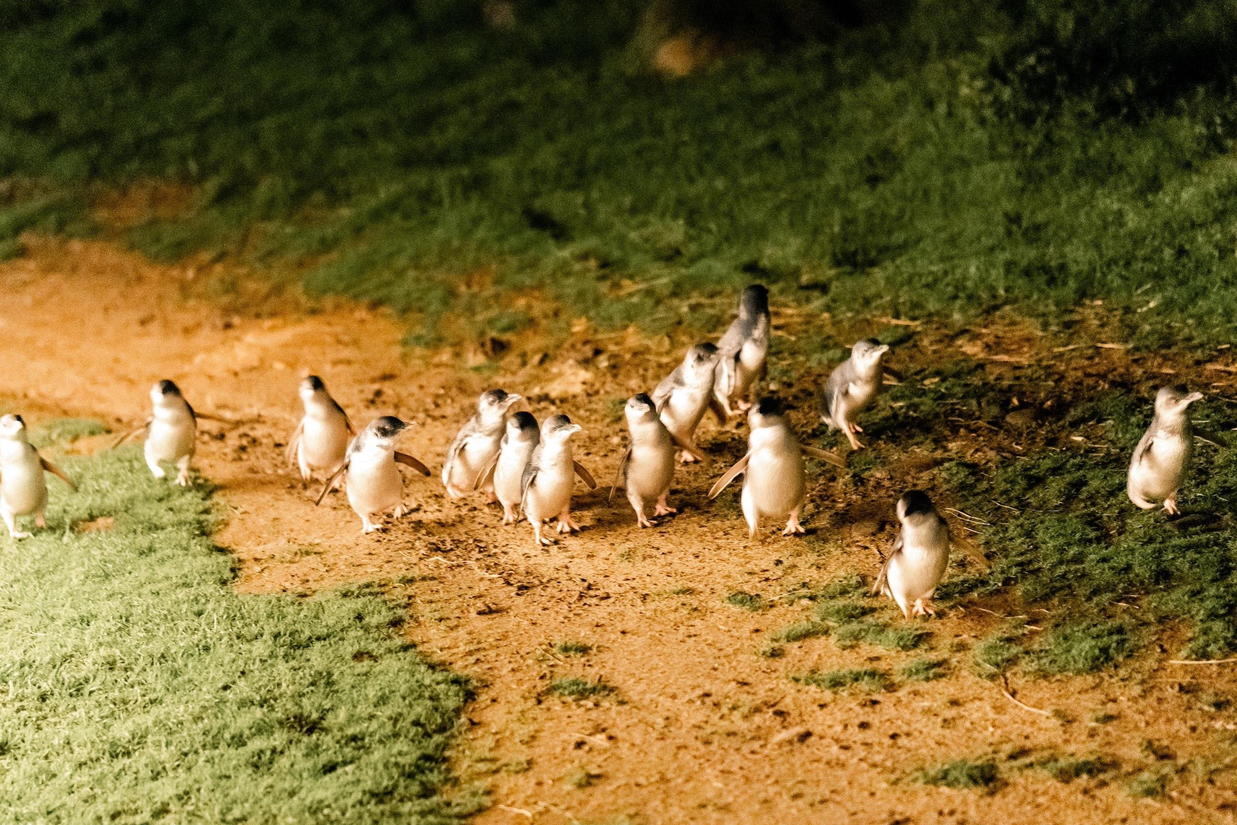 Phillip Island Penguin Parade & Wildlife Day Tour from Melbourne