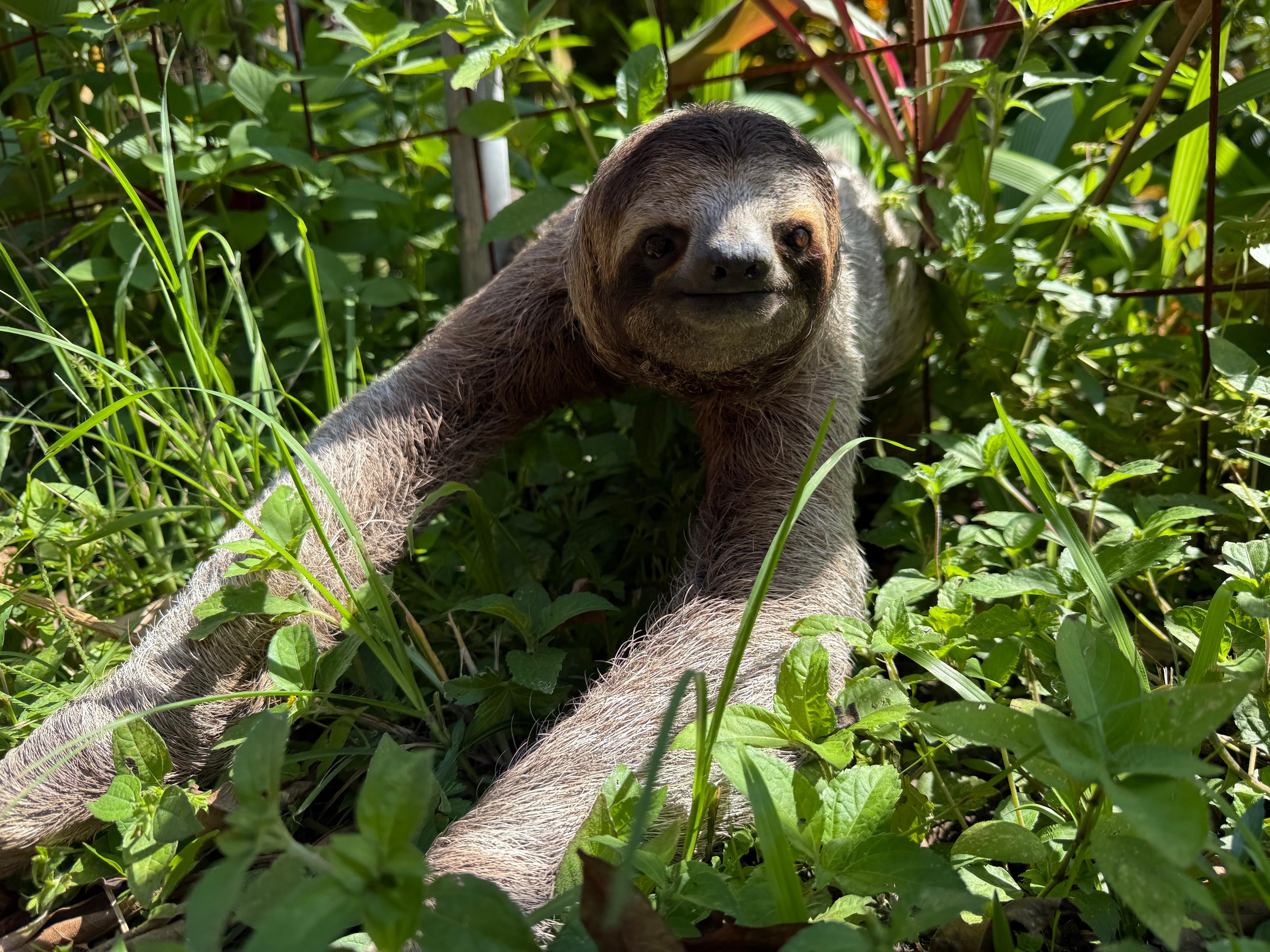 Manuel Antonio National Park: Wildlife Guided Tour with Entrance Fee