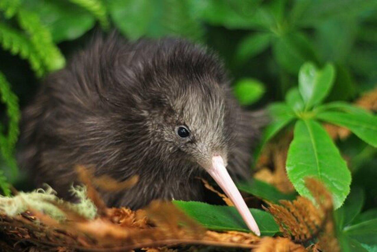 From Auckland: Kiwi Bird Encounter & 3-Course Dinner Tour