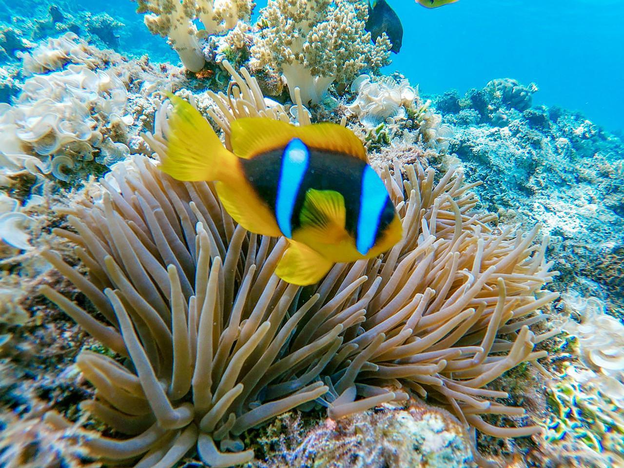 Sharm el-Sheikh: White Island & Ras Mohamed National Park Snorkeling Day Trip