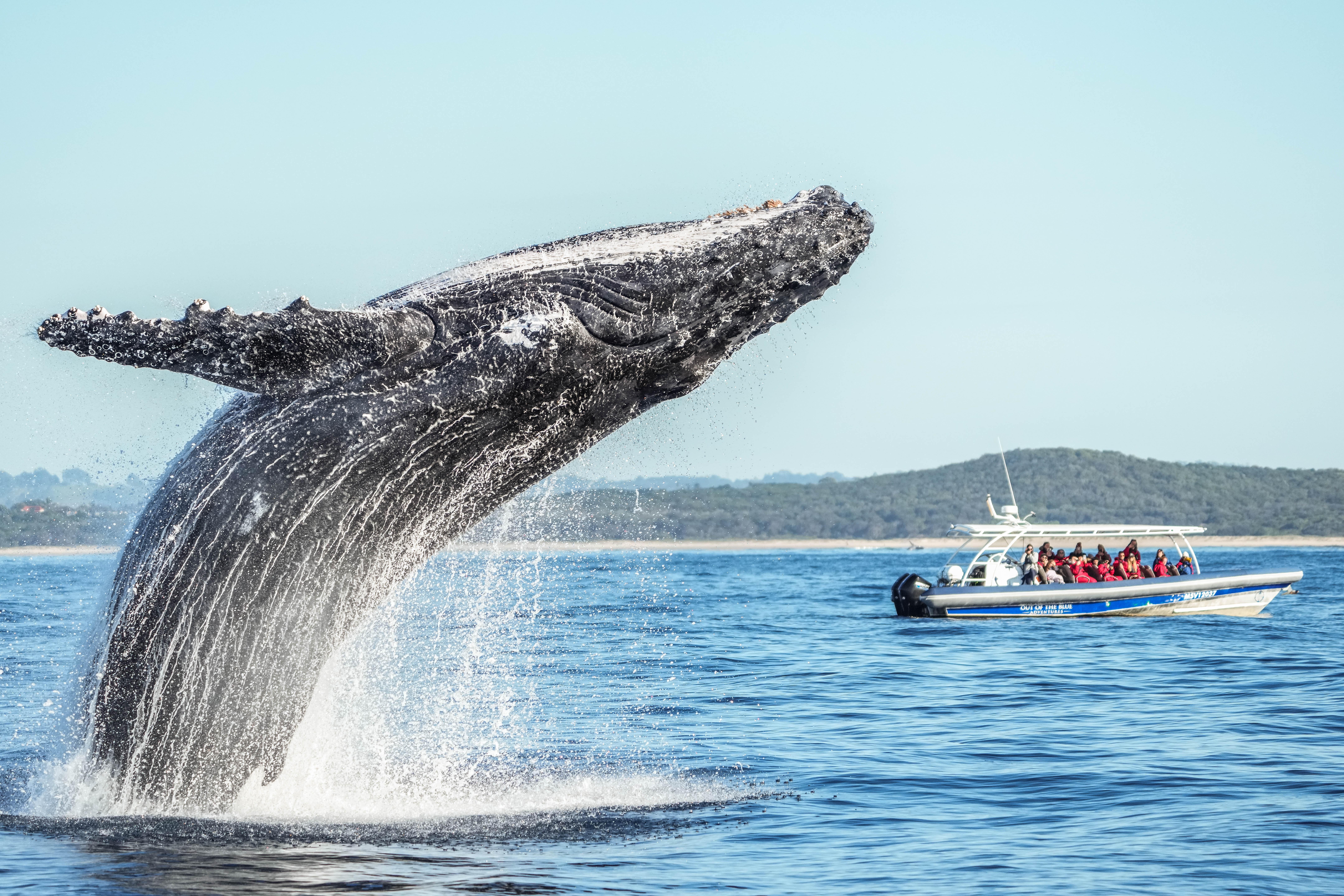 Humpback Whale Watching with Marine Biologist