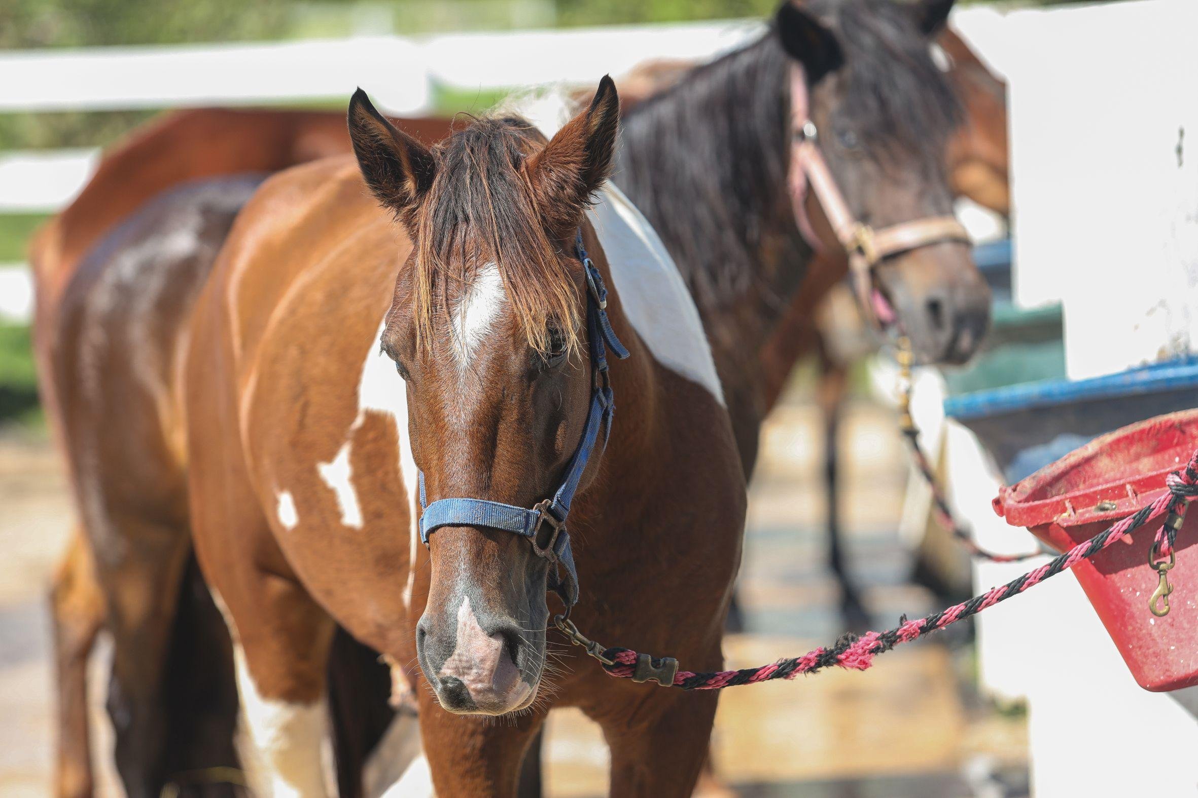 Hacienda Campo Rico: Private Ranch Horseback Adventure