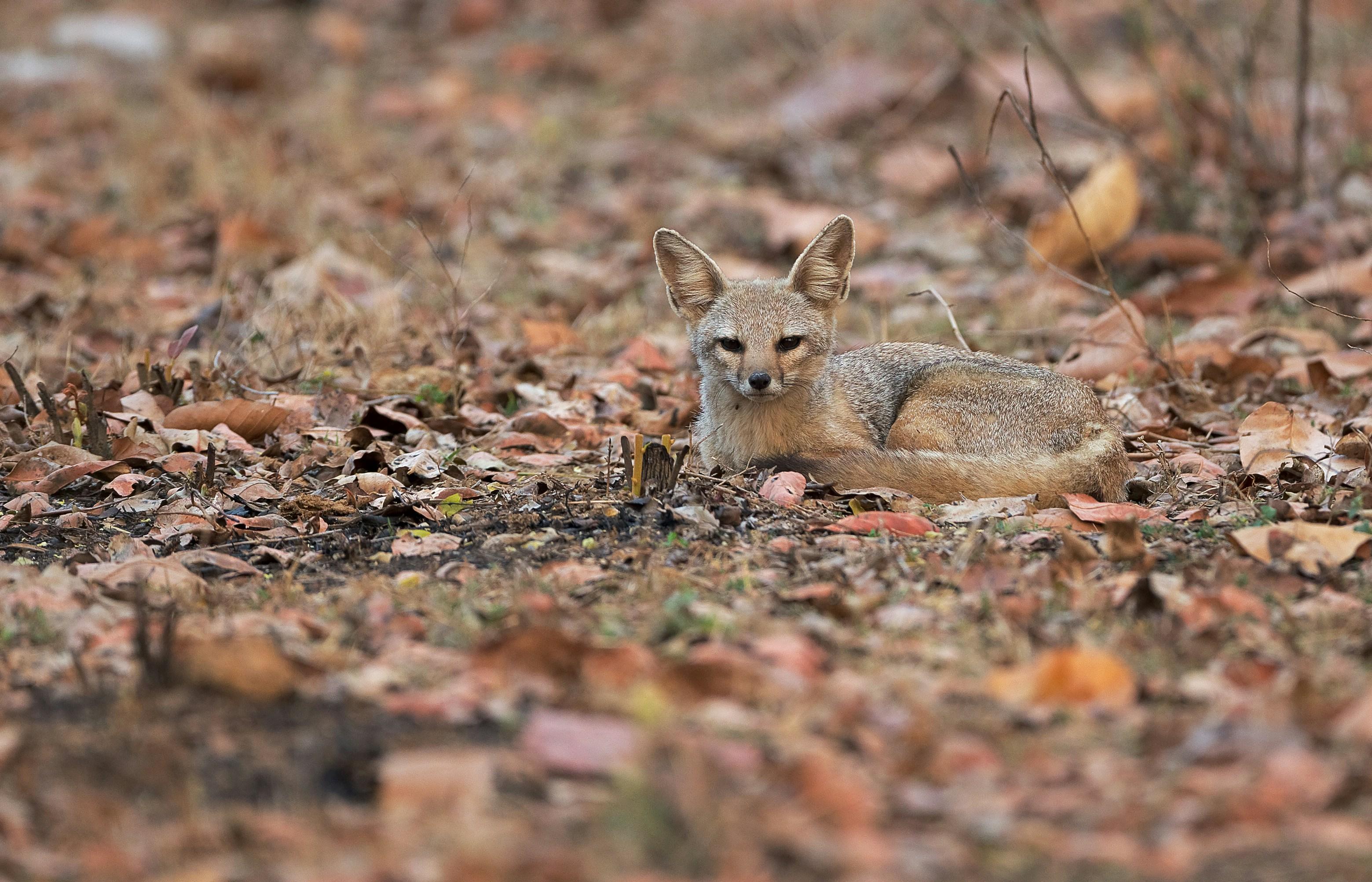 Jaipur Jhalana Amagarh Leopard Reserve 4×4 Jeep Safari