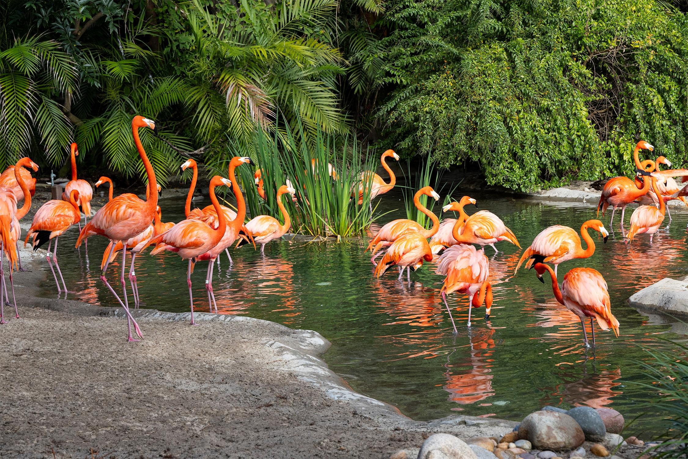 San Diego Zoo admission — animals and habitats in Balboa Park, San Diego — photo 8
