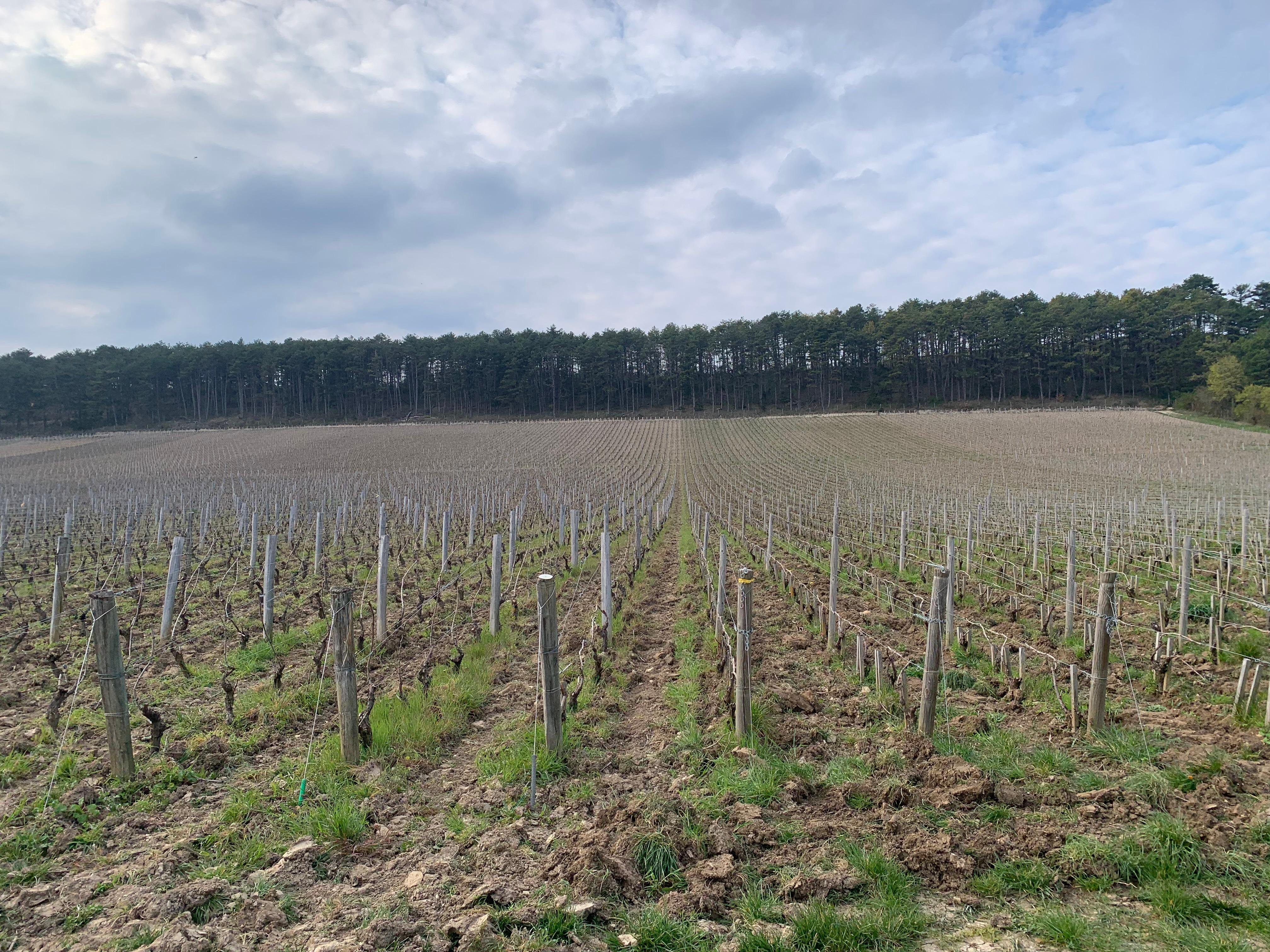 Metropolitan Vineyard Walking Experience in Dijon
