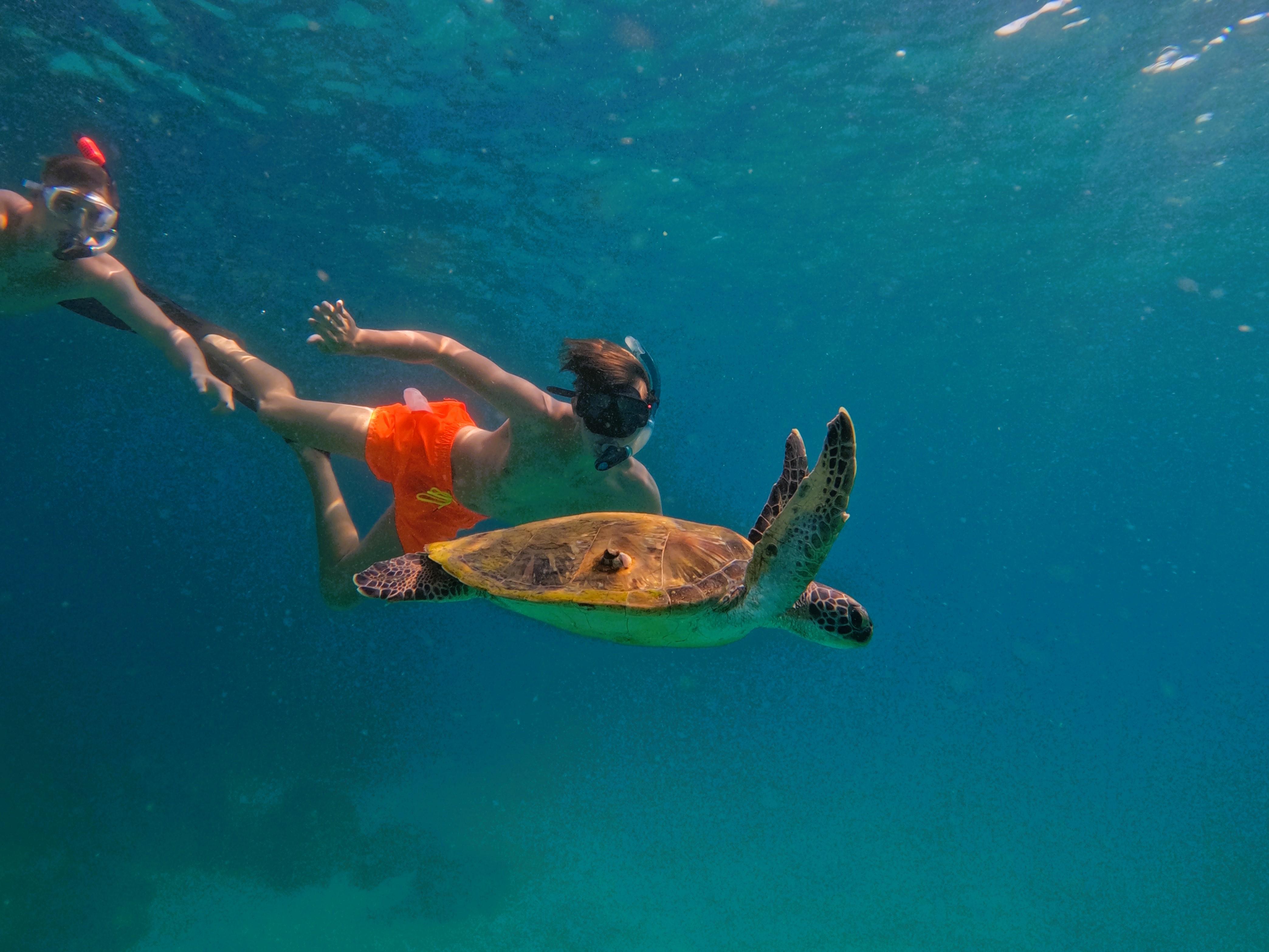 Fujairah Turtle Snorkeling Adventure